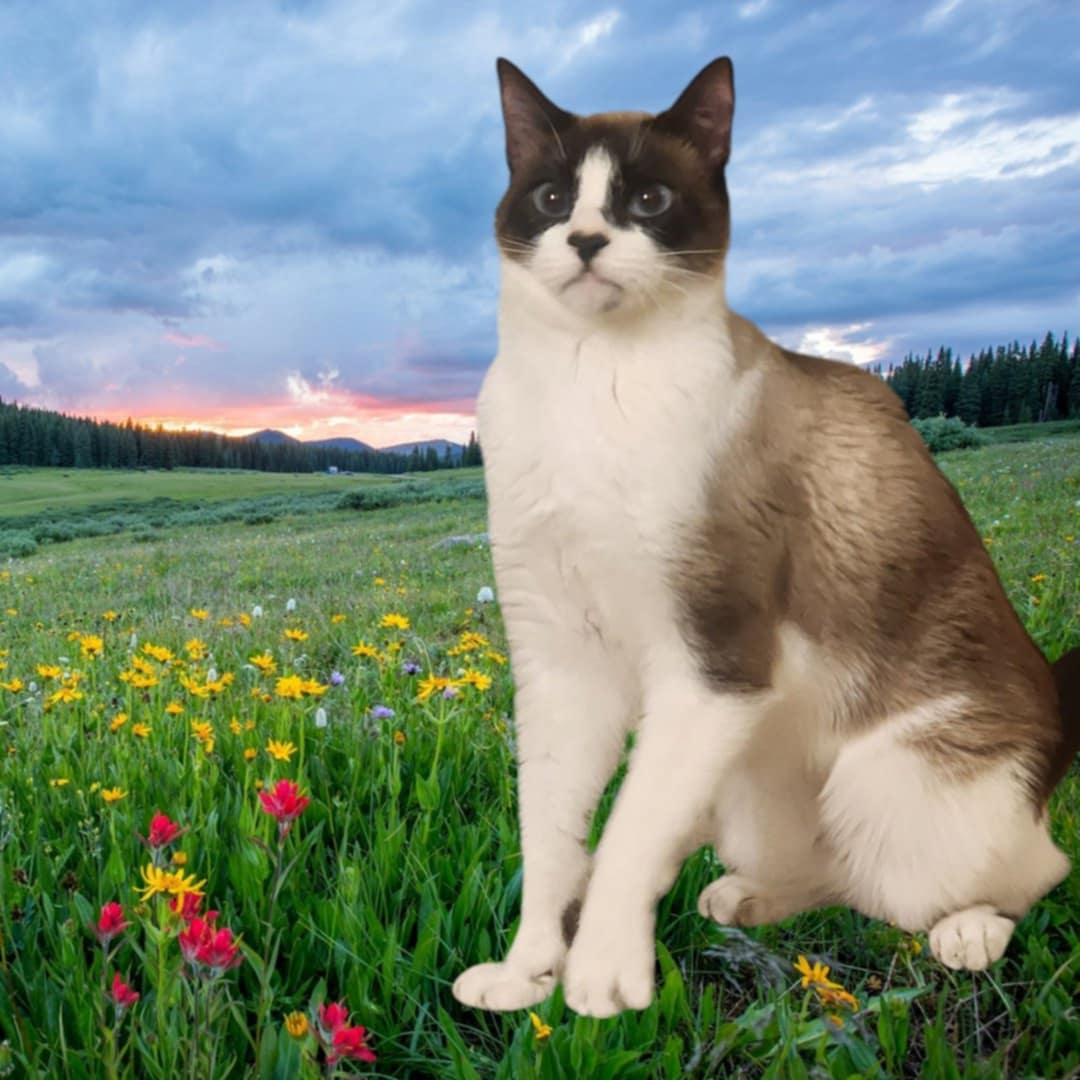 Enlarge Harmony, a Adoptable mixed breed in Brentwood, CA image 3/4