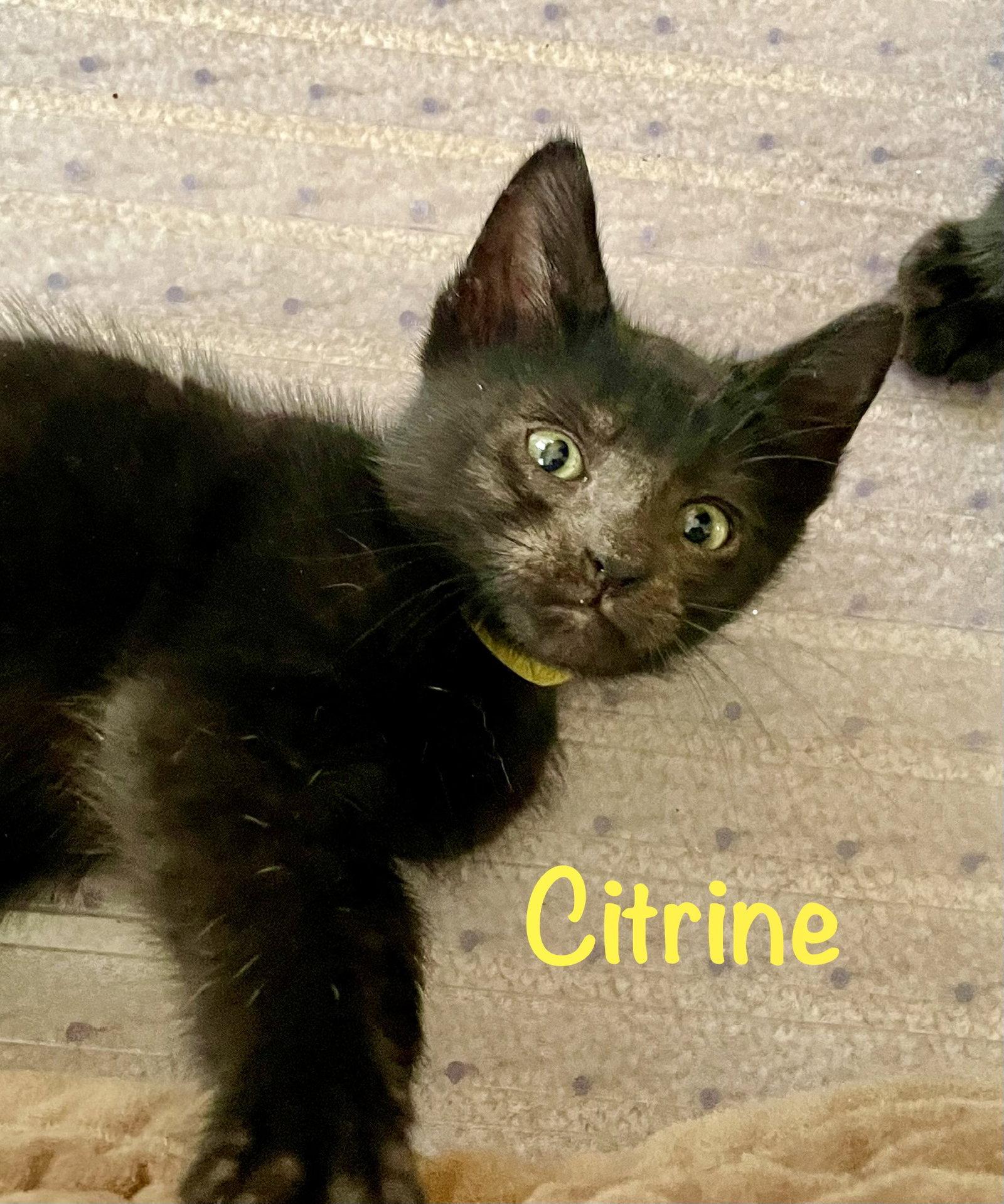 Enlarge Citrine, a Adopted Domestic Short Hair in Reston, VA image 1/3
