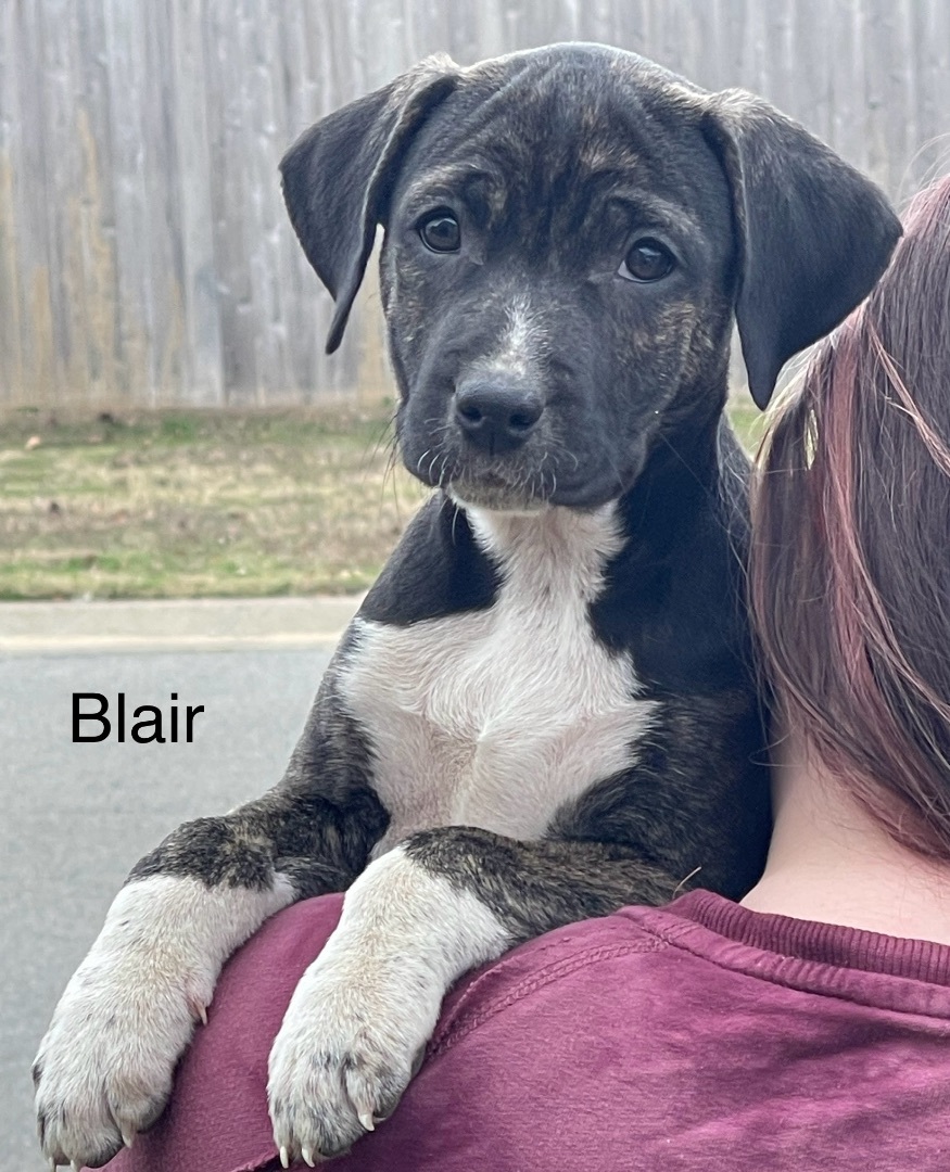 Blair, a Adopted mixed breed in East Hartford, CT image 1/2