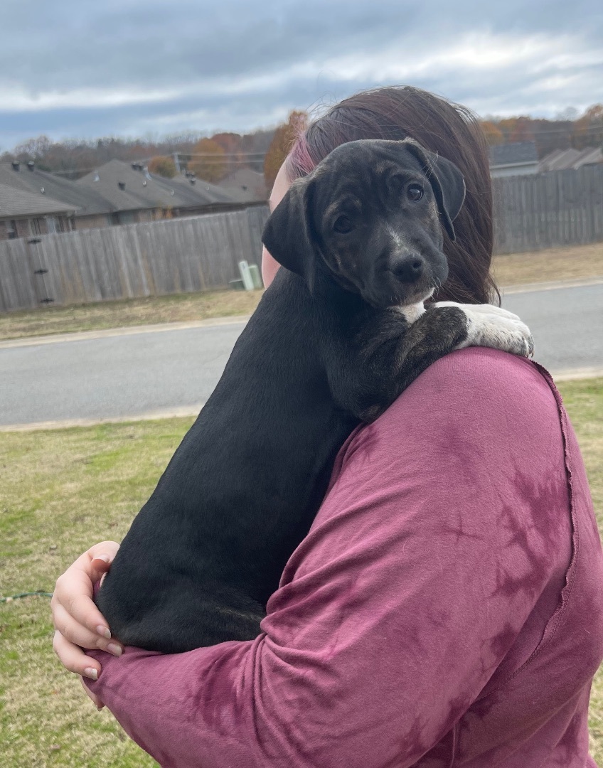 Blair, a Adopted mixed breed in East Hartford, CT image 2/2