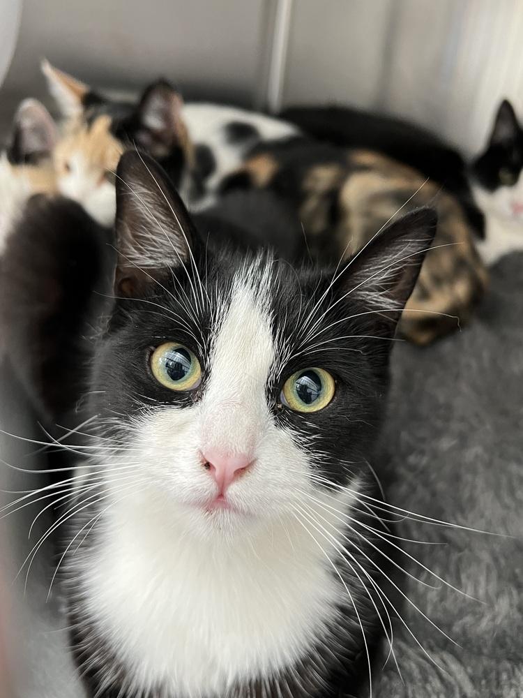 Bee Bee, Adoptable, Young Female Domestic Short Hair.