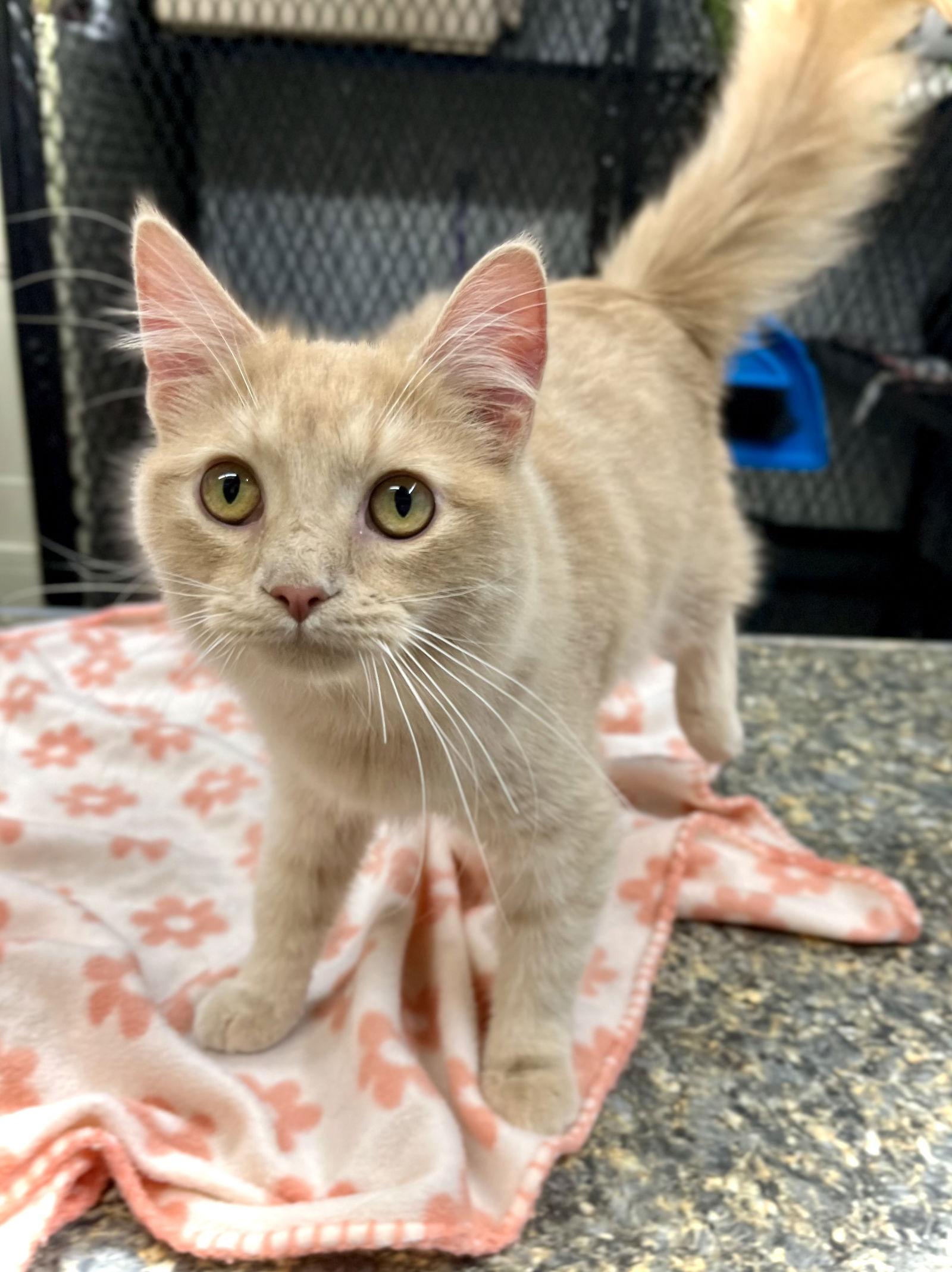 Rylan — thumbnail 2