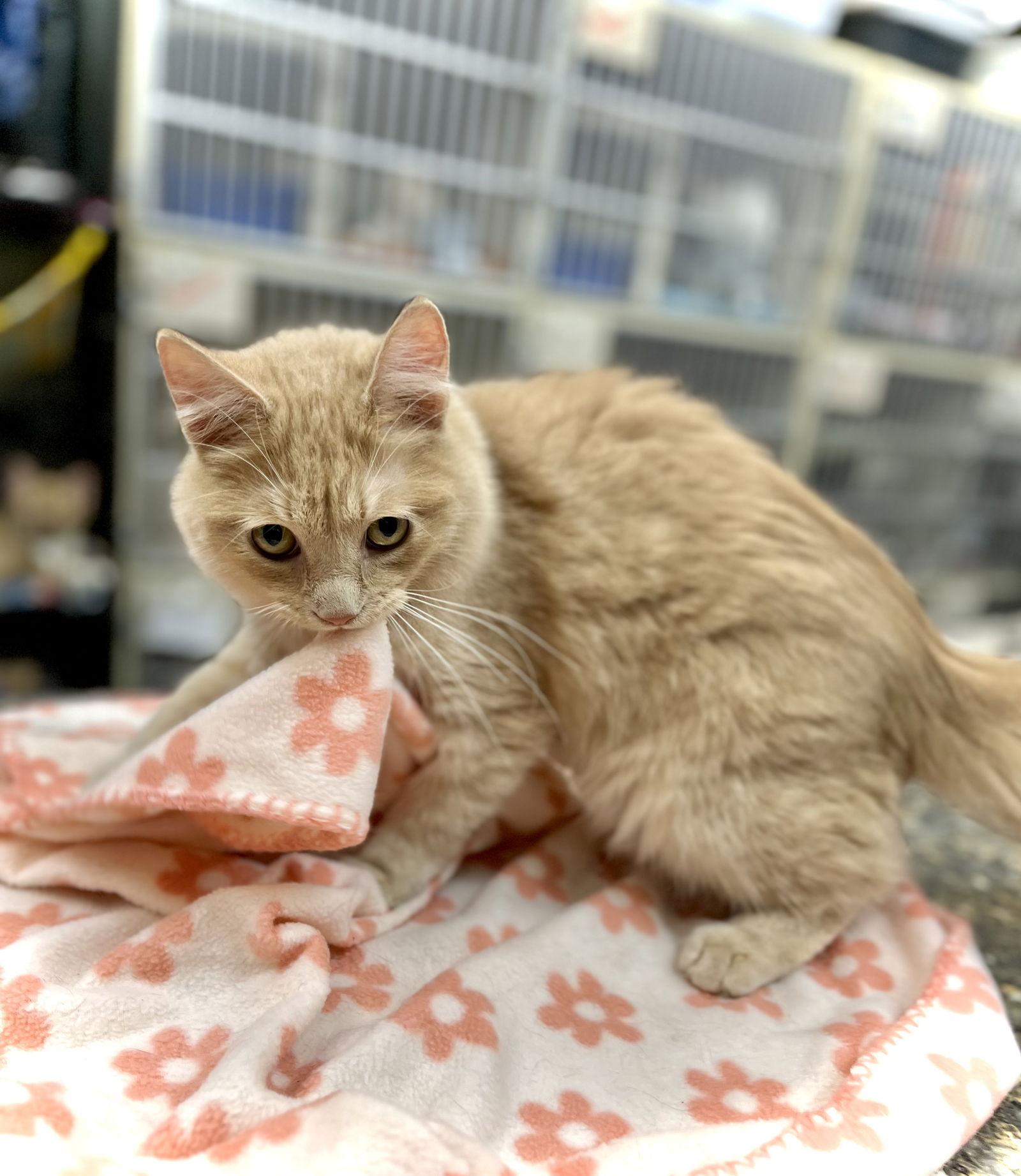 Rylan — thumbnail 3