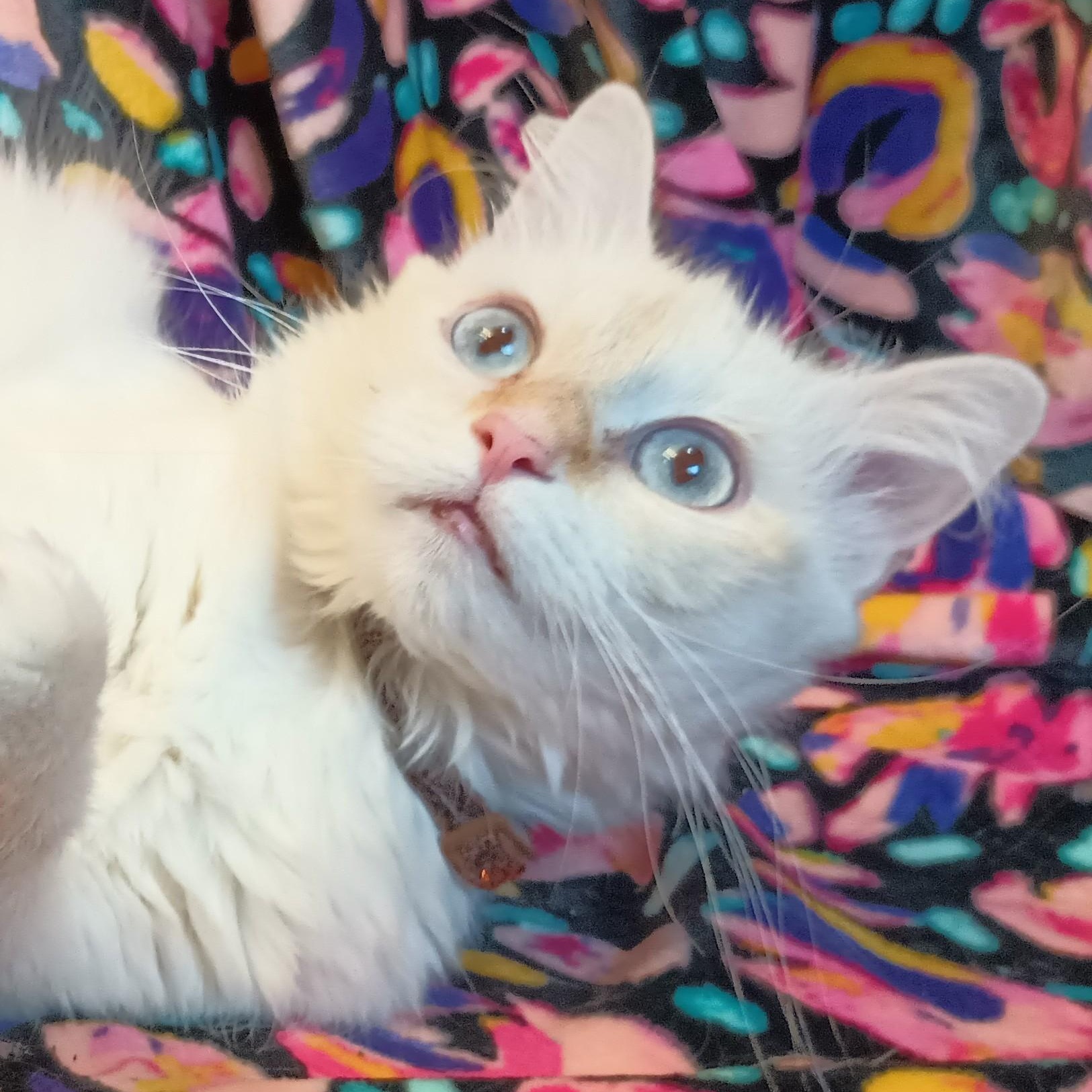 FRANCESCA THE GORGEOUS LOVEABLE FLAME POINT BALINESE GIRL, Adopted, Adult Female Balinese & Siamese.