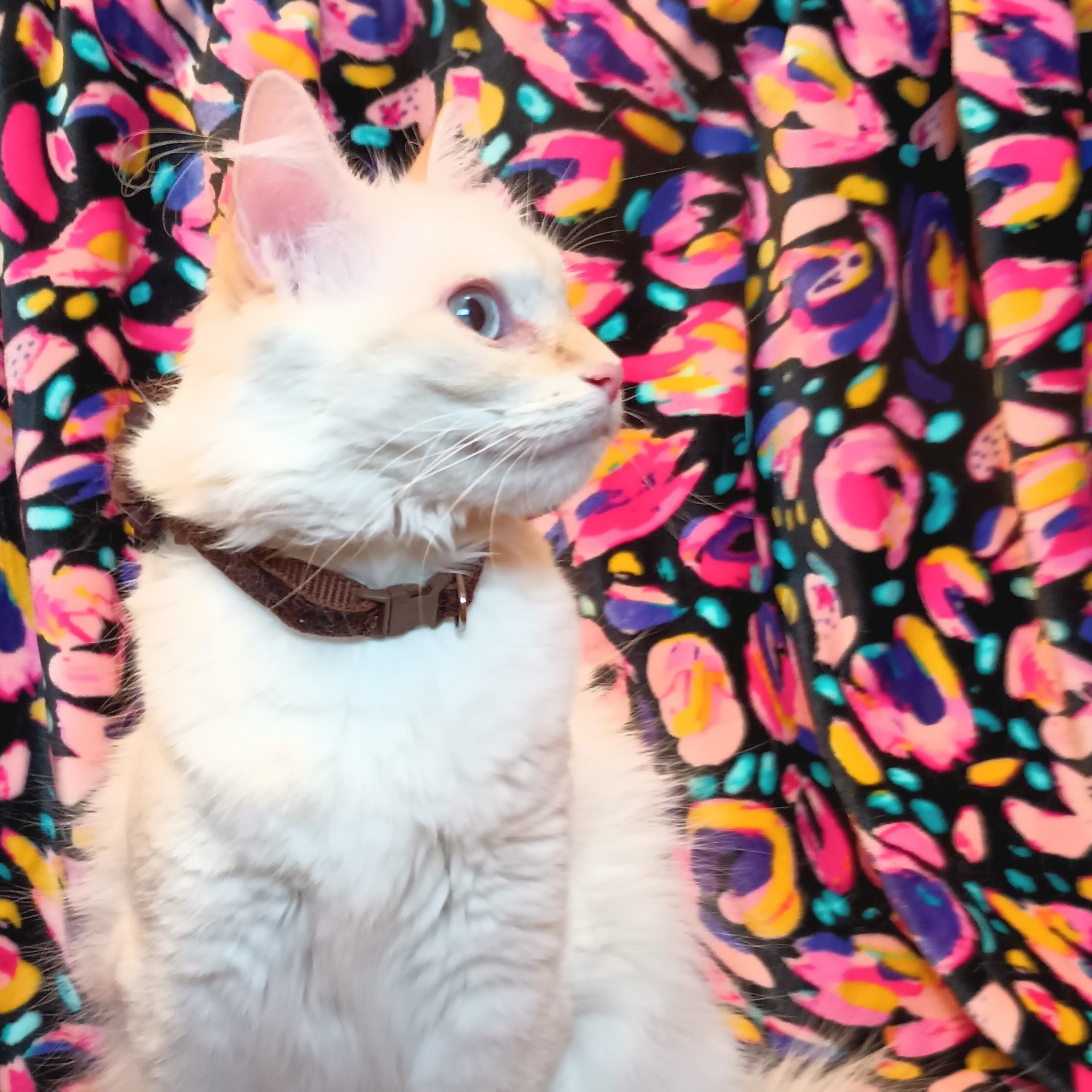 Enlarge FRANCESCA THE GORGEOUS LOVEABLE FLAME POINT BALINESE GIRL, a Adopted mixed breed in Spring Green, WI image 2/6