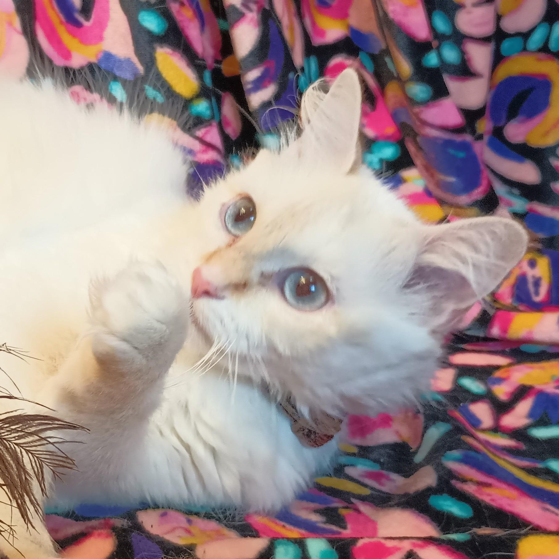 Enlarge FRANCESCA THE GORGEOUS LOVEABLE FLAME POINT BALINESE GIRL, a Adopted mixed breed in Spring Green, WI image 3/6