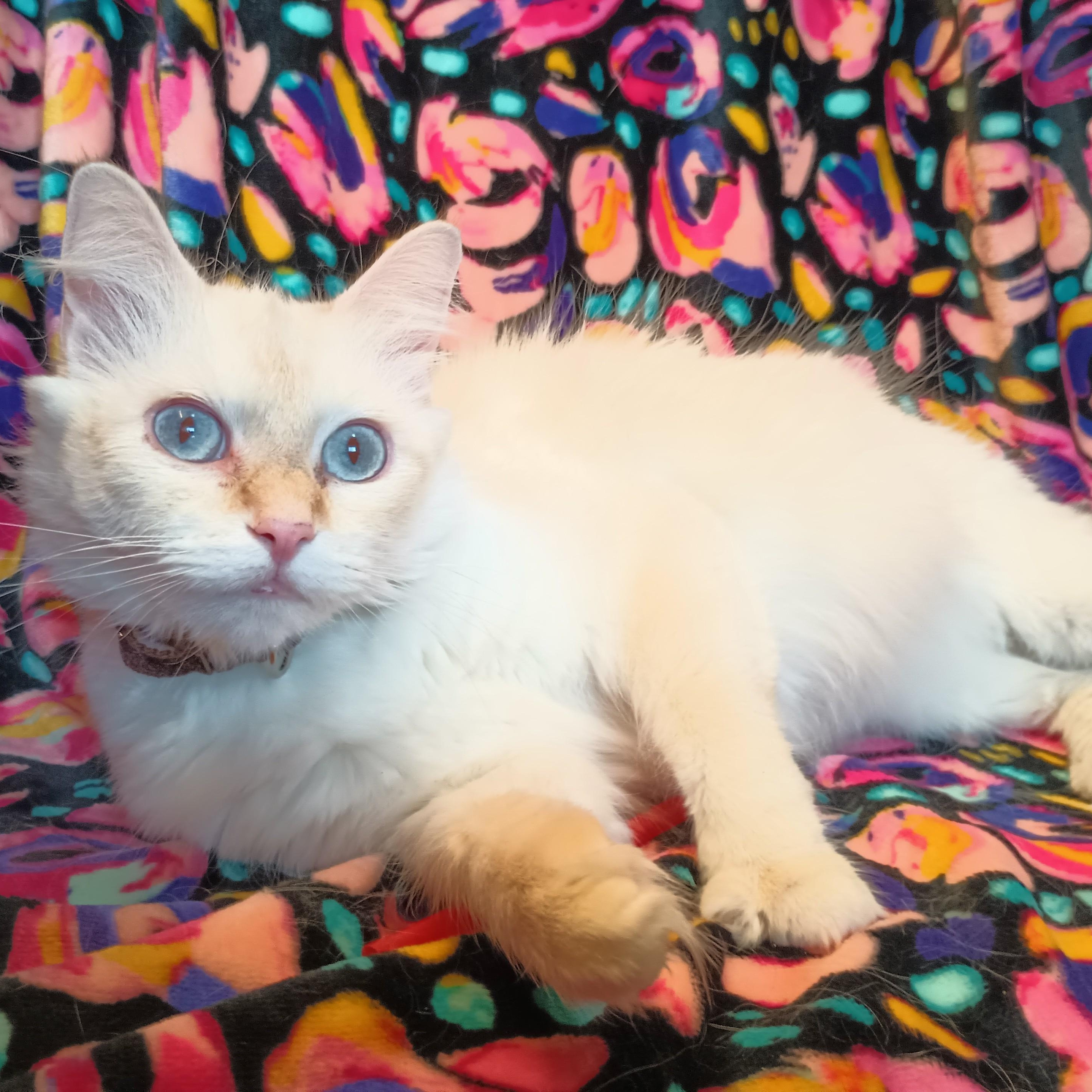 Enlarge FRANCESCA THE GORGEOUS LOVEABLE FLAME POINT BALINESE GIRL, a Adopted mixed breed in Spring Green, WI image 4/6