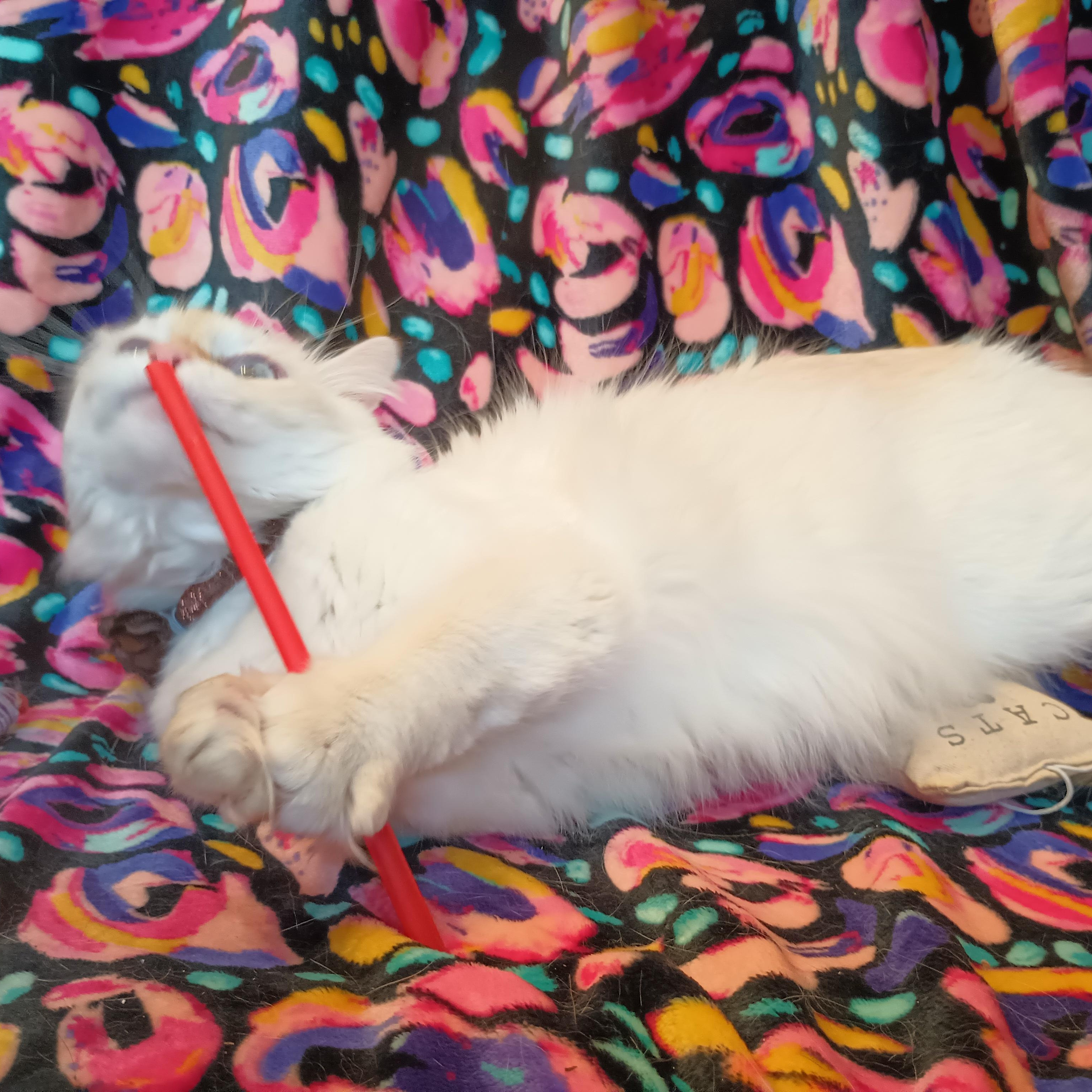 Enlarge FRANCESCA THE GORGEOUS LOVEABLE FLAME POINT BALINESE GIRL, a Adopted mixed breed in Spring Green, WI image 5/6