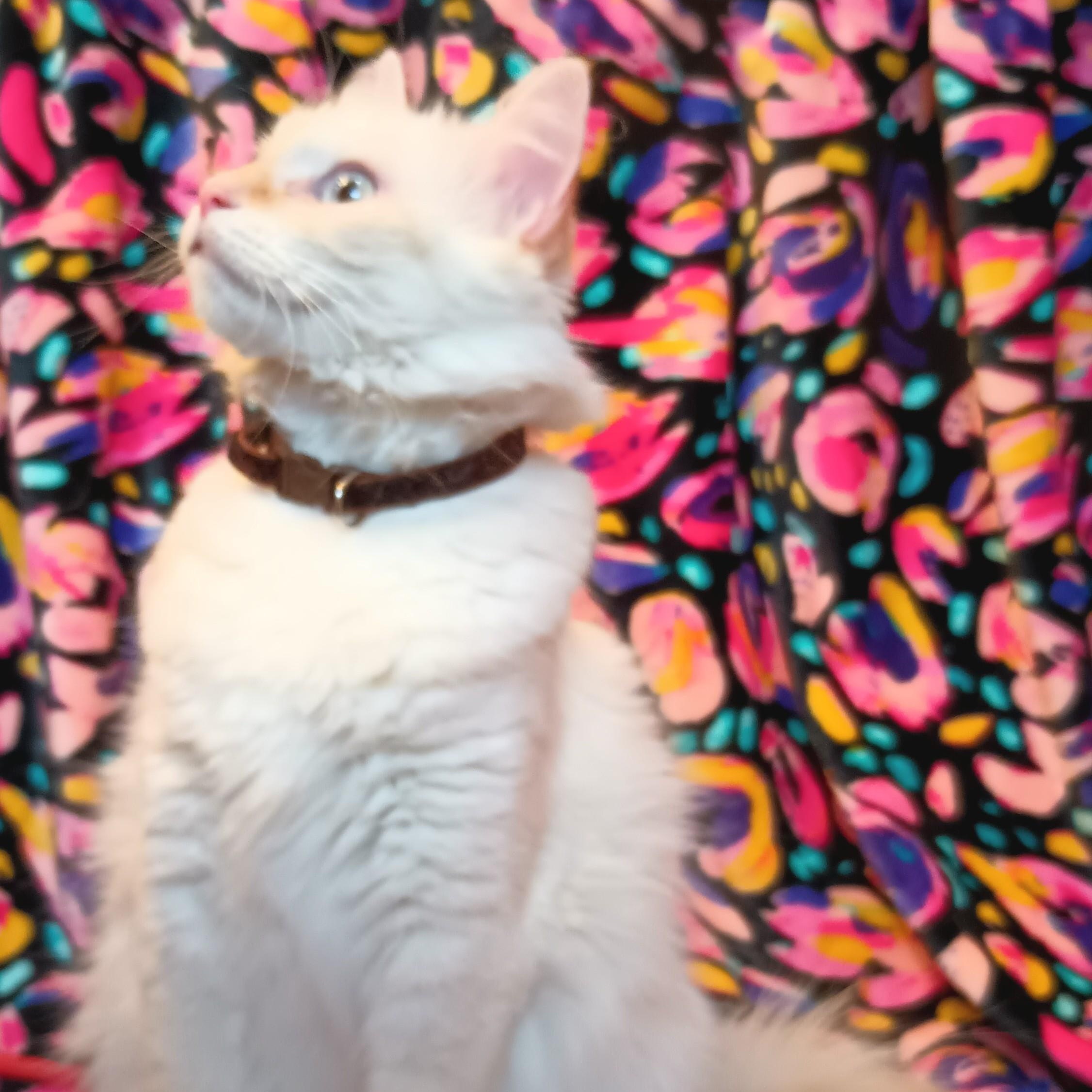 Enlarge FRANCESCA THE GORGEOUS LOVEABLE FLAME POINT BALINESE GIRL, a Adopted mixed breed in Spring Green, WI image 6/6