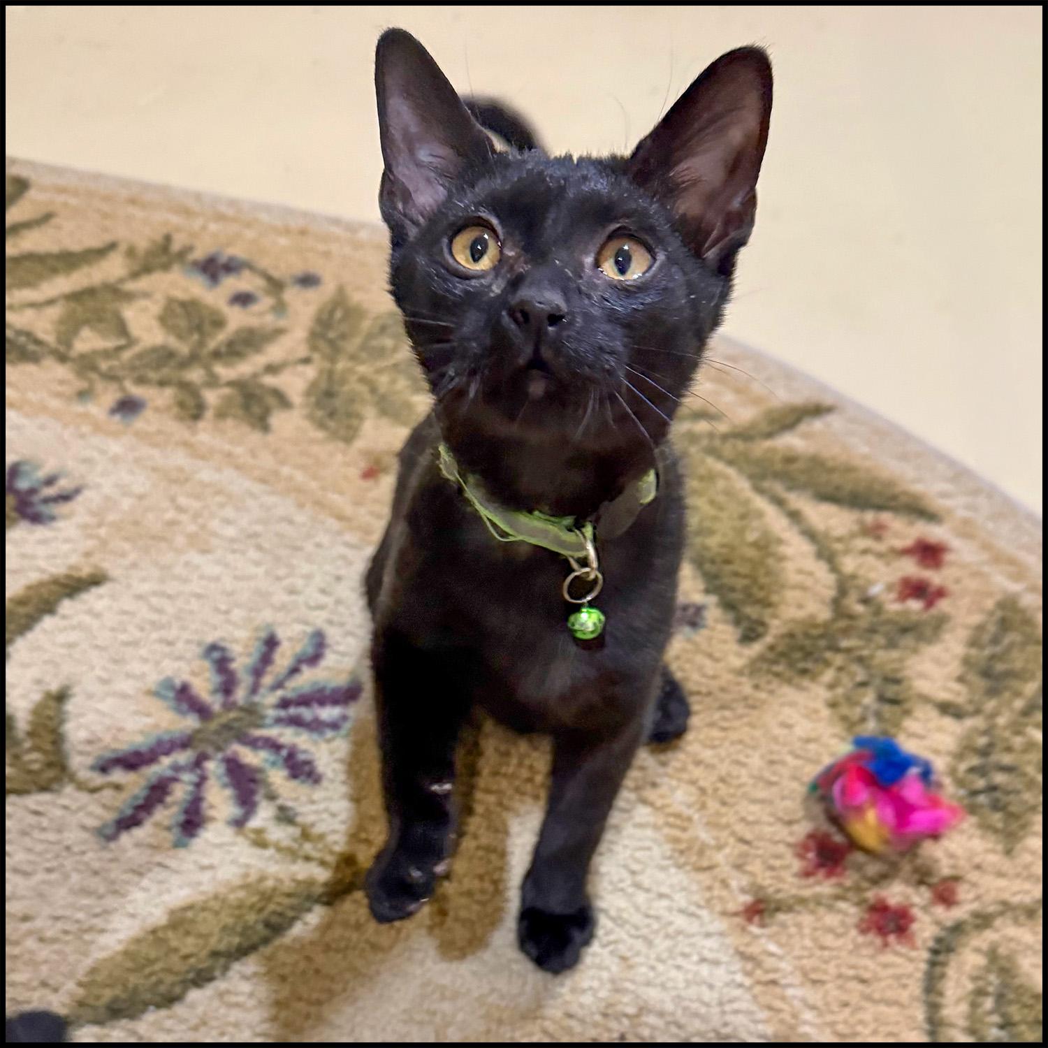 Cadberry, ADOPTABLE, Young Male Domestic Short Hair.