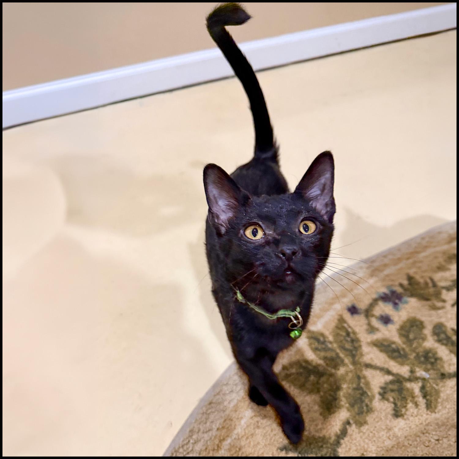 Cadberry, a ADOPTABLE mixed breed in Roswell, GA image 2/2