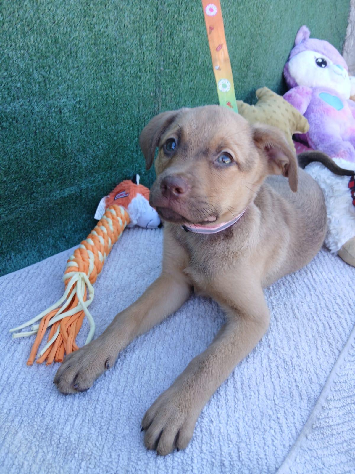 Italy, adopted, Puppy Female Labrador Retriever.