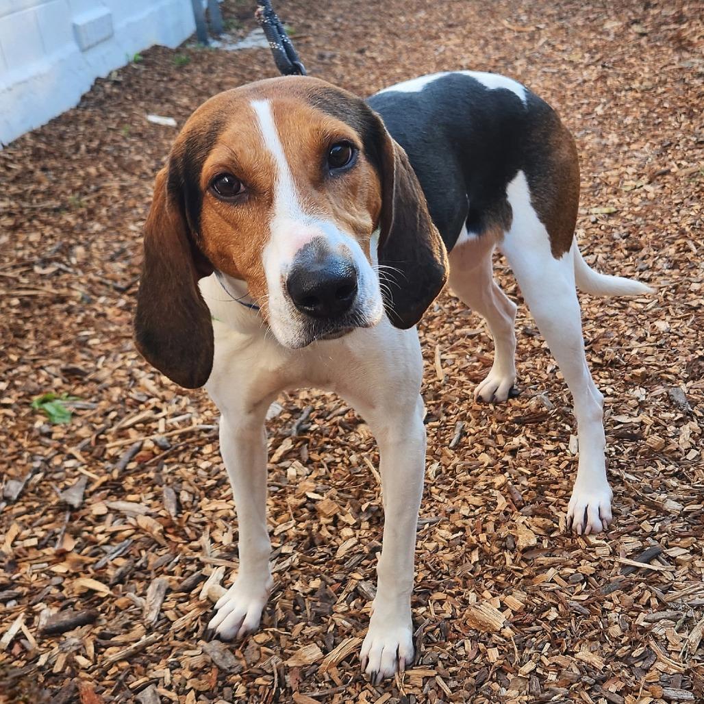 Enlarge Sally, a Adoptable mixed breed in Falls Church, VA image 1/6