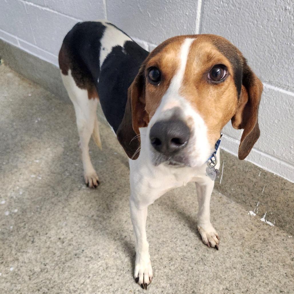 Enlarge Sally, a Adoptable mixed breed in Falls Church, VA image 2/6