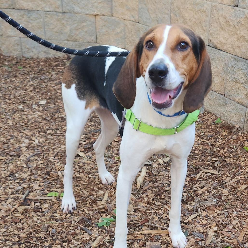 Enlarge Sally, a Adoptable mixed breed in Falls Church, VA image 3/6