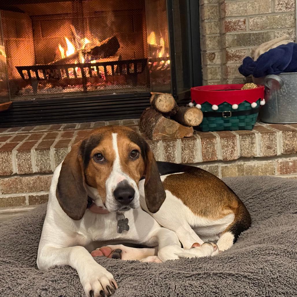 Enlarge Sally, a Adoptable mixed breed in Falls Church, VA image 4/6