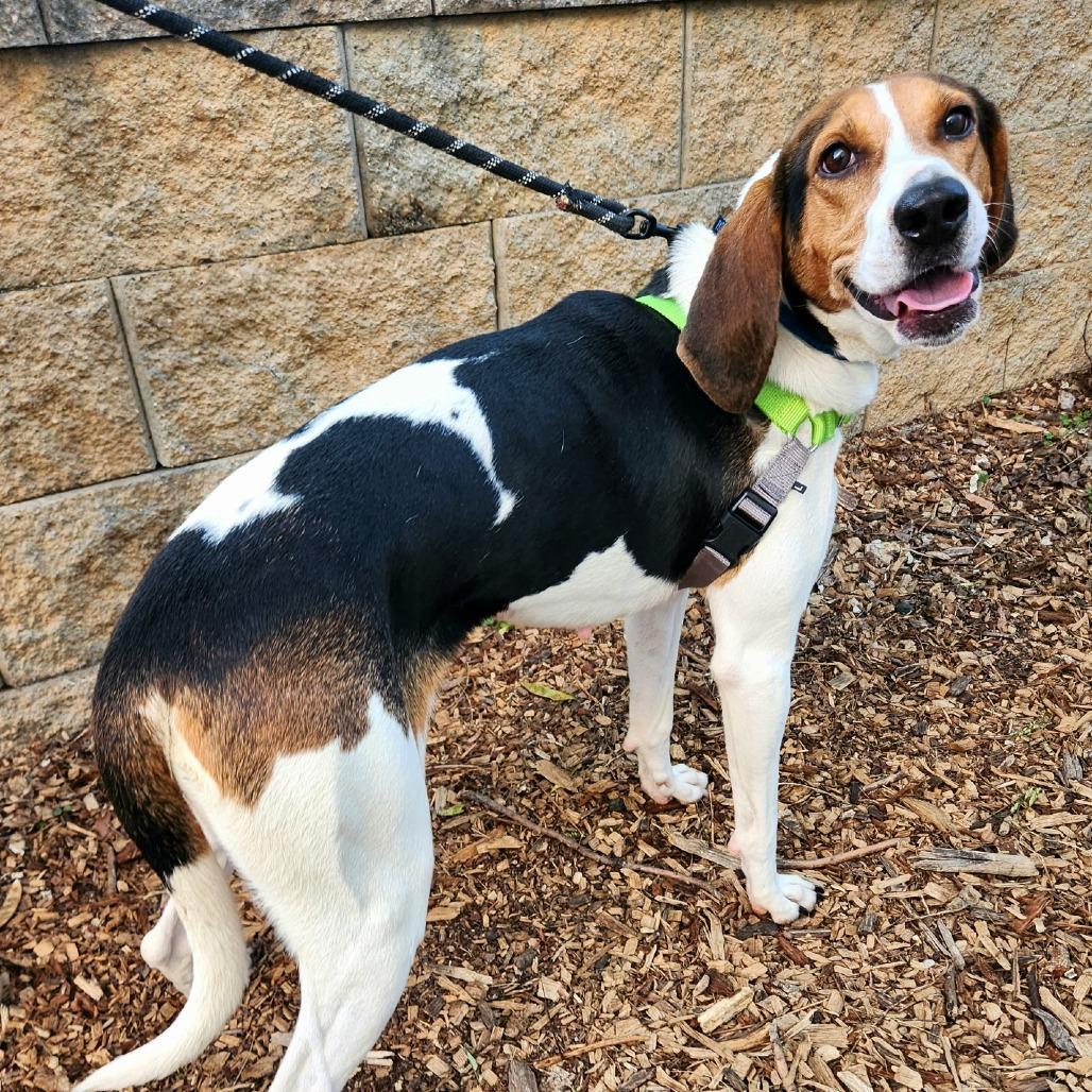 Enlarge Sally, a Adoptable mixed breed in Falls Church, VA image 3/6