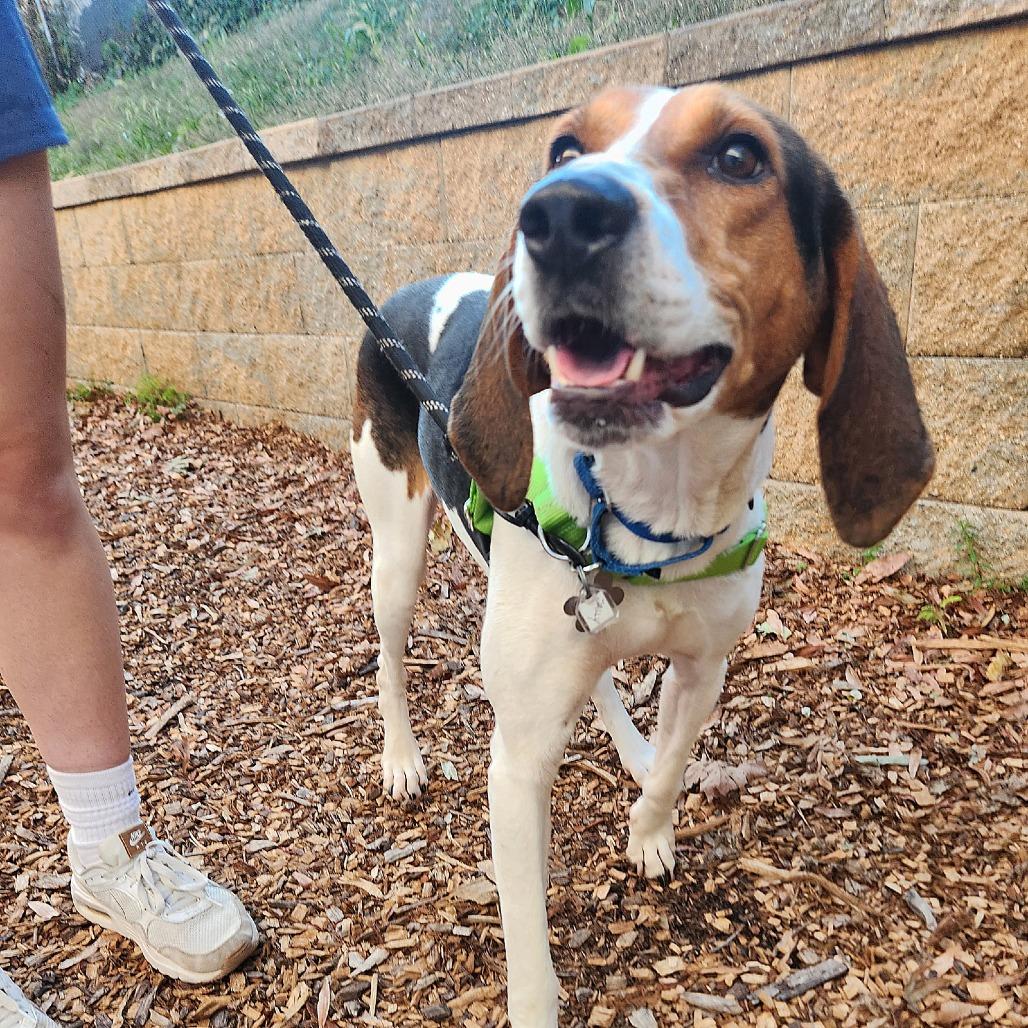 Enlarge Sally, a Adoptable mixed breed in Falls Church, VA image 5/6