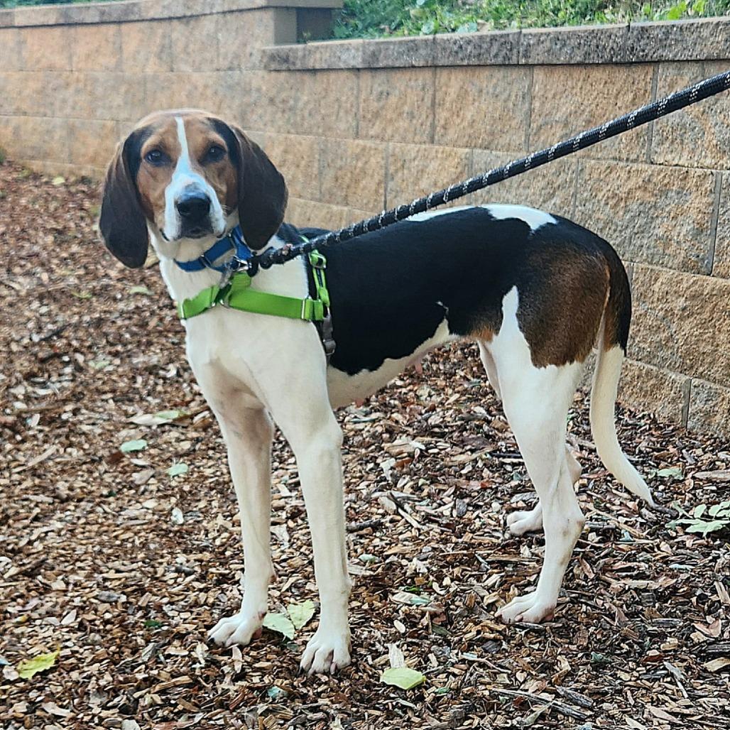 Enlarge Sally, a Adoptable mixed breed in Falls Church, VA image 5/6