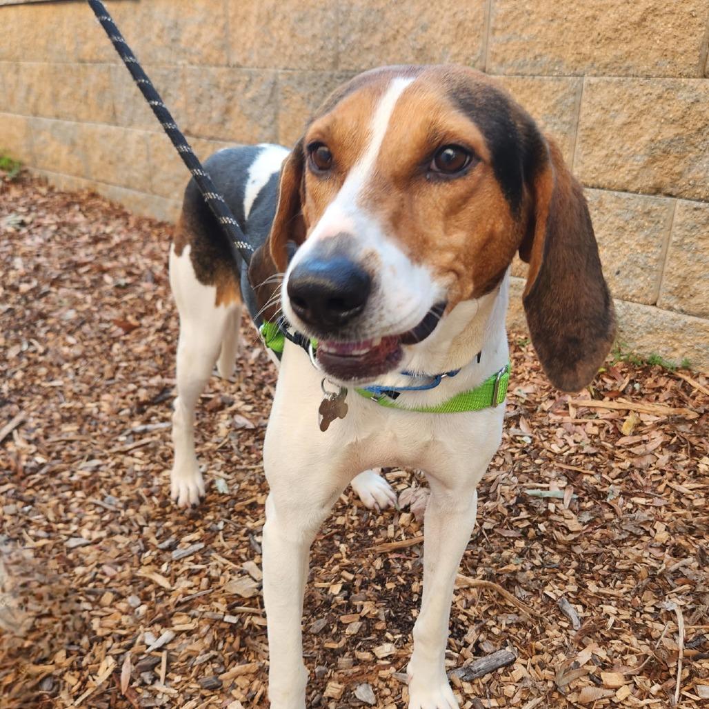 Enlarge Sally, a Adoptable mixed breed in Falls Church, VA image 6/6