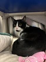 Enlarge Mr. Tilder, a Adopted Domestic Short Hair in Whitby, ON image 1/3