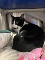 Enlarge Mr. Tilder, a Adopted Domestic Short Hair in Whitby, ON image 3/3