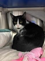Enlarge Mr. Tilder, a Adopted Domestic Short Hair in Whitby, ON image 2/3