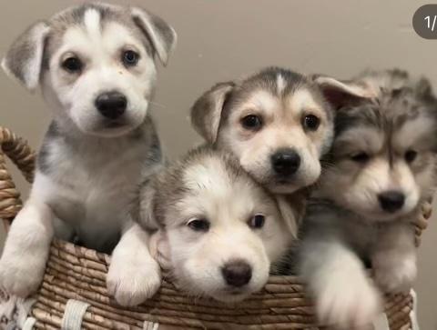 Cora Puppies, Adopted, Puppy Male Cattle Dog.