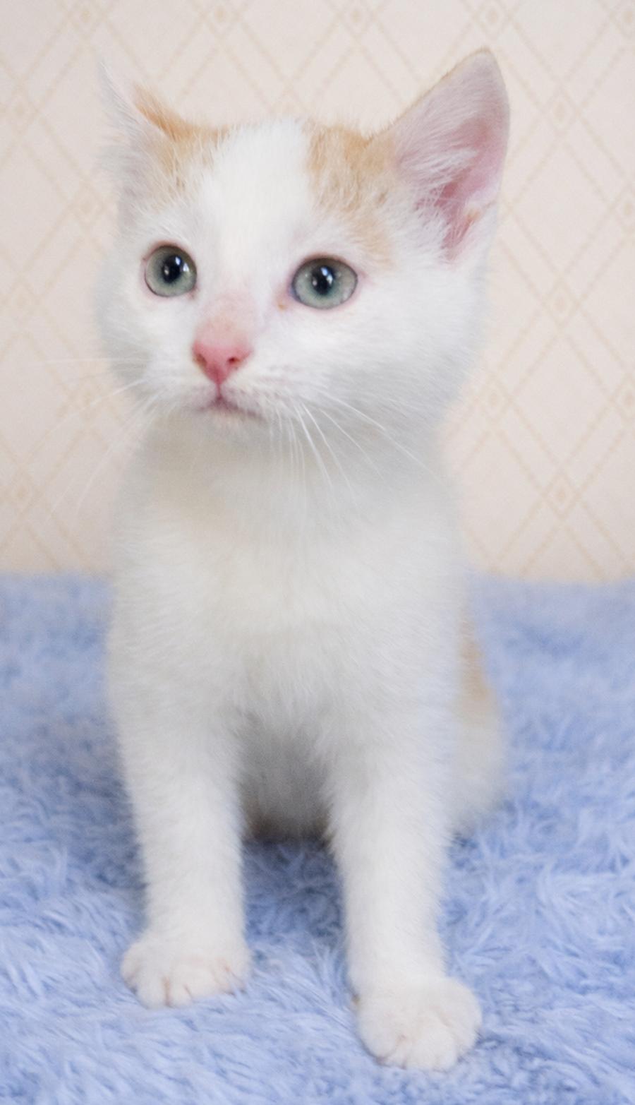 Kitten Filburt, Adopted, Young Male Domestic Short Hair.