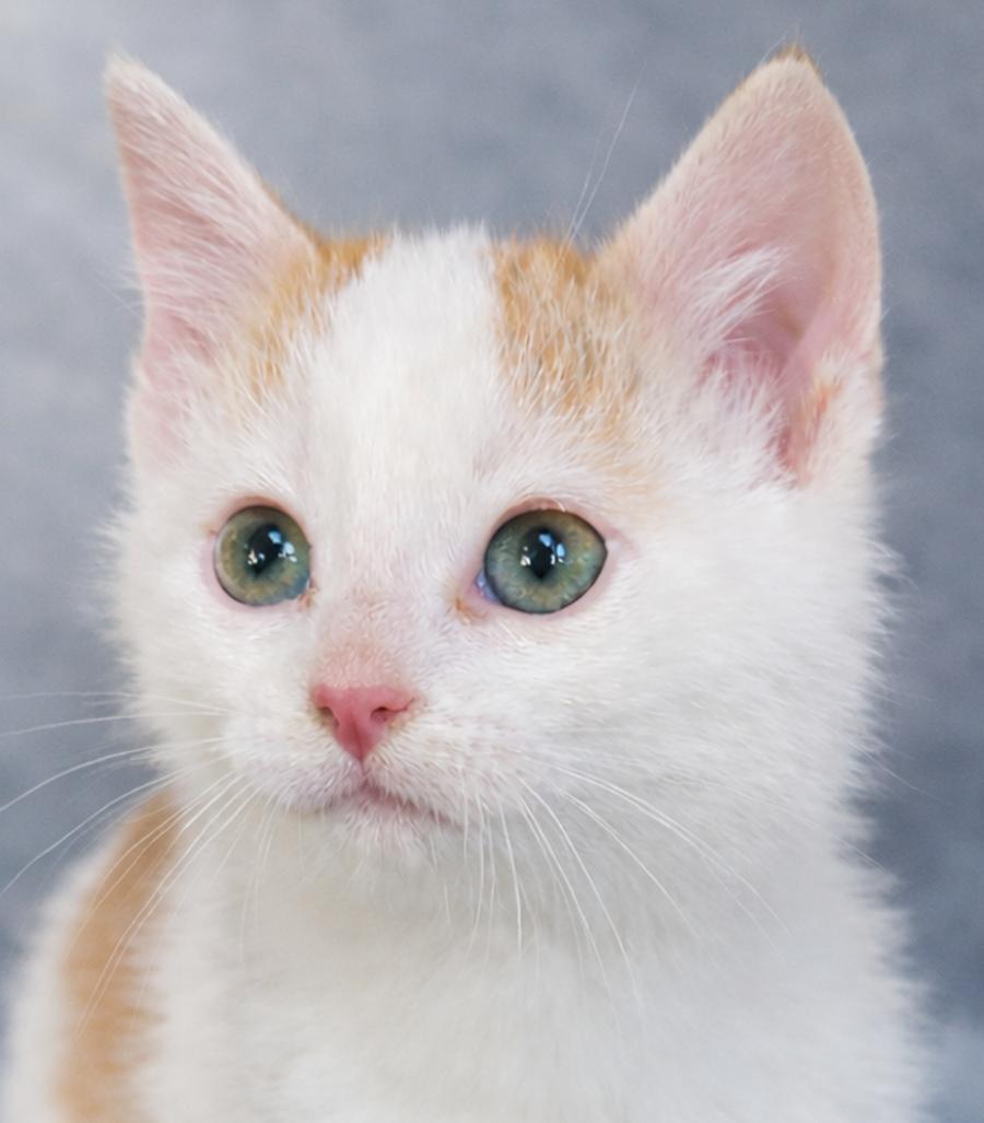 Enlarge Kitten Filburt, a Adopted Domestic Short Hair in Cuyahoga Falls, OH image 2/3