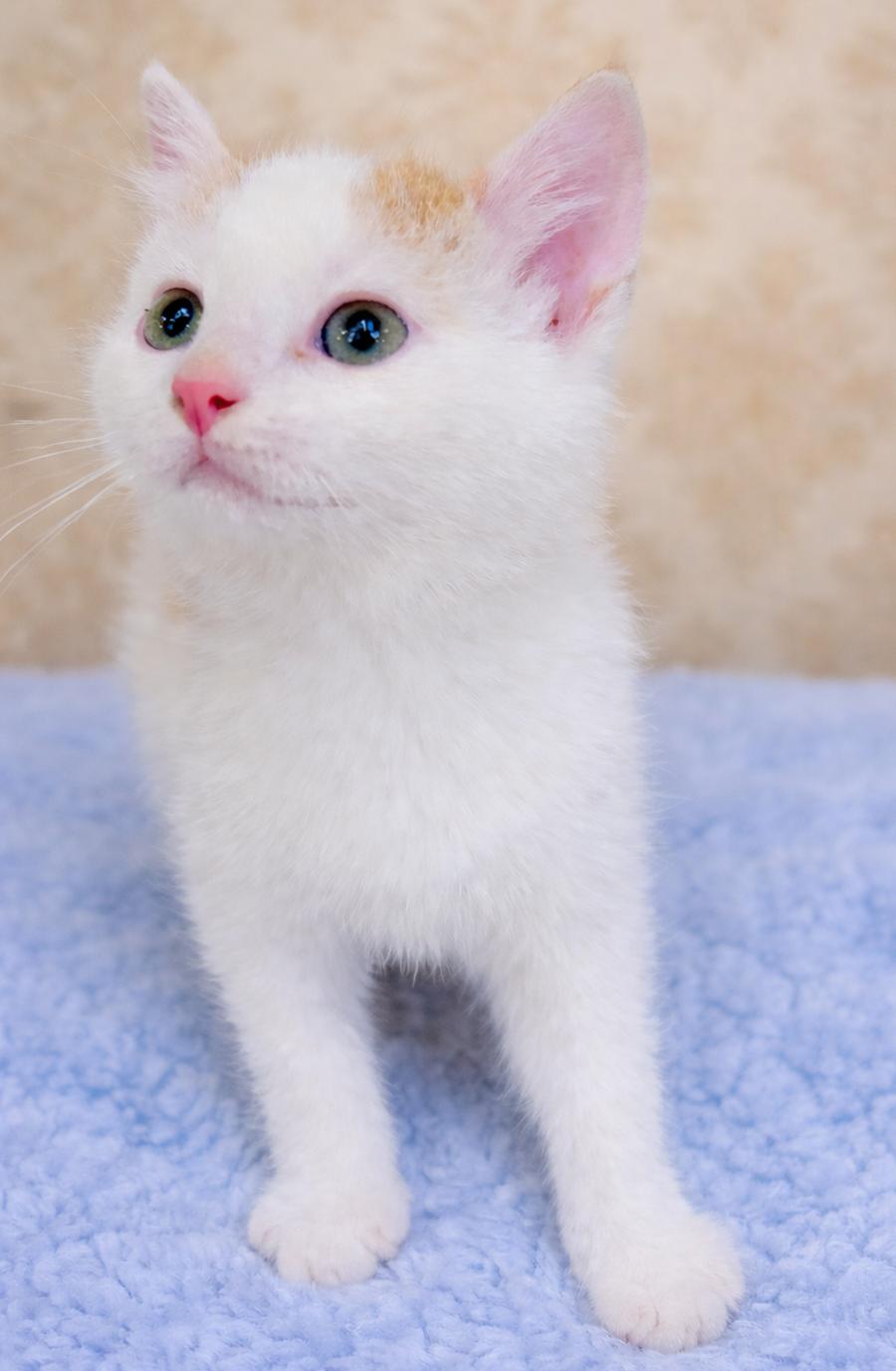 Enlarge Kitten Filburt, a Adopted Domestic Short Hair in Cuyahoga Falls, OH image 3/3