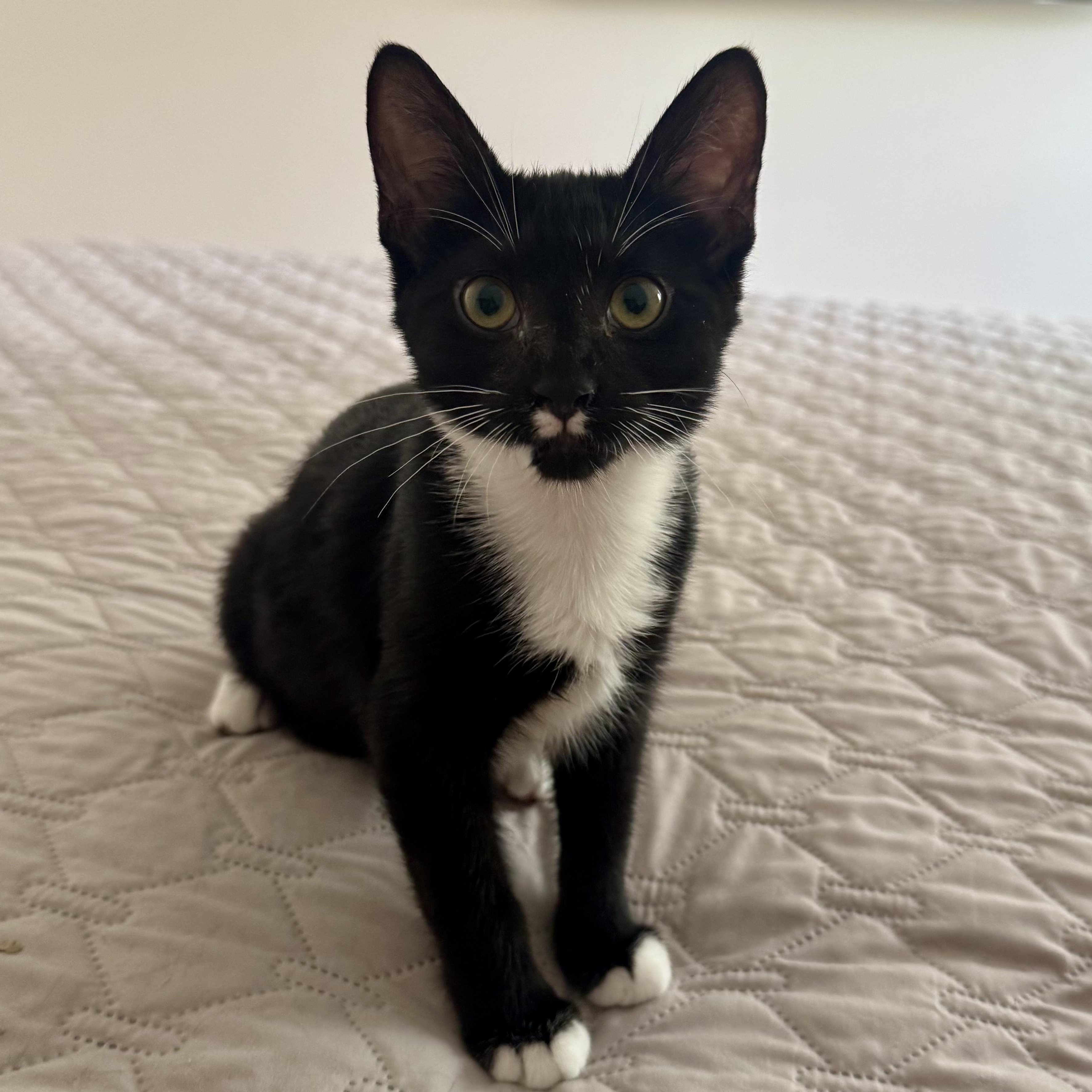 Leilani, an adoptable Tuxedo in Memphis, TN image 3/6
