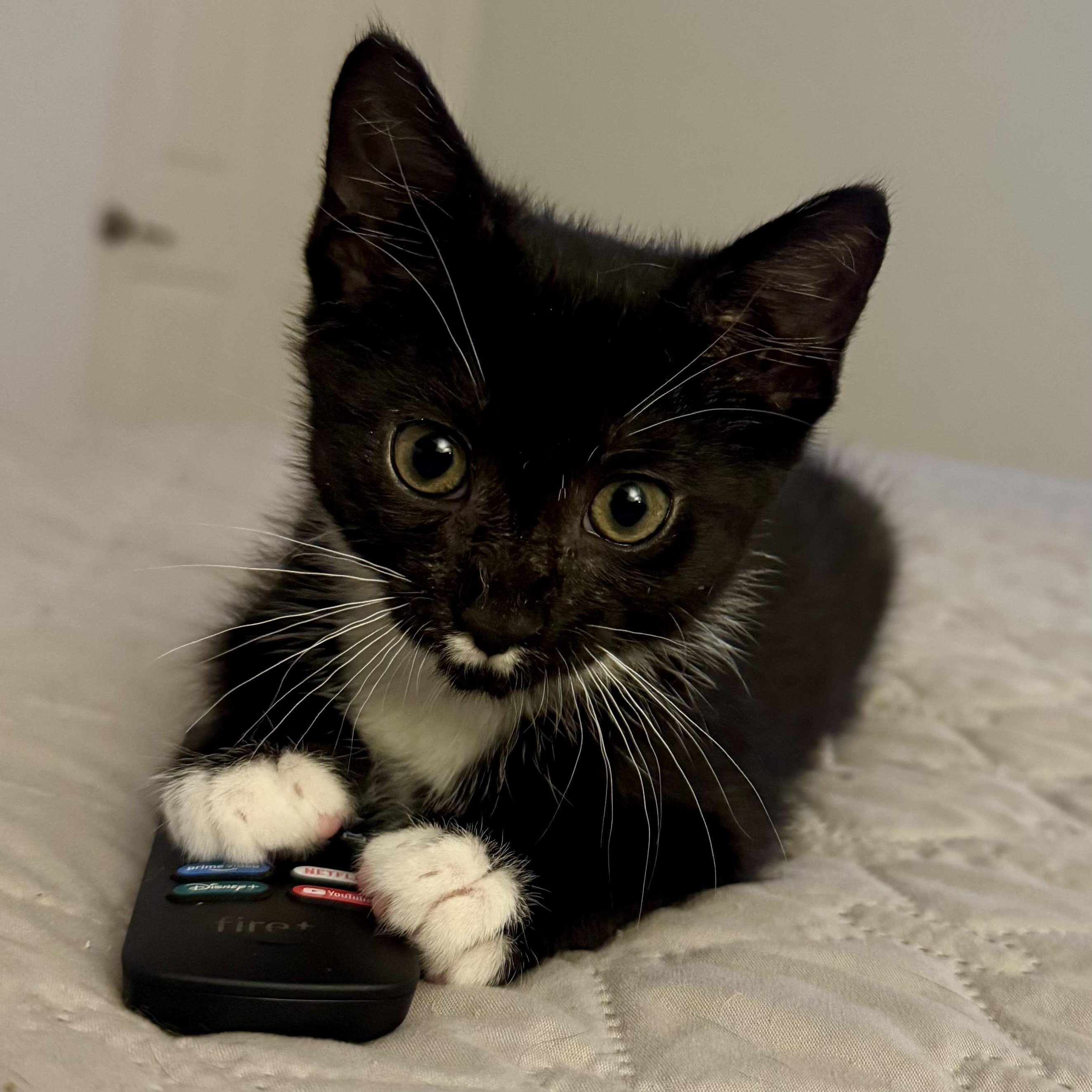 Leilani, an adoptable Tuxedo in Memphis, TN image 5/6