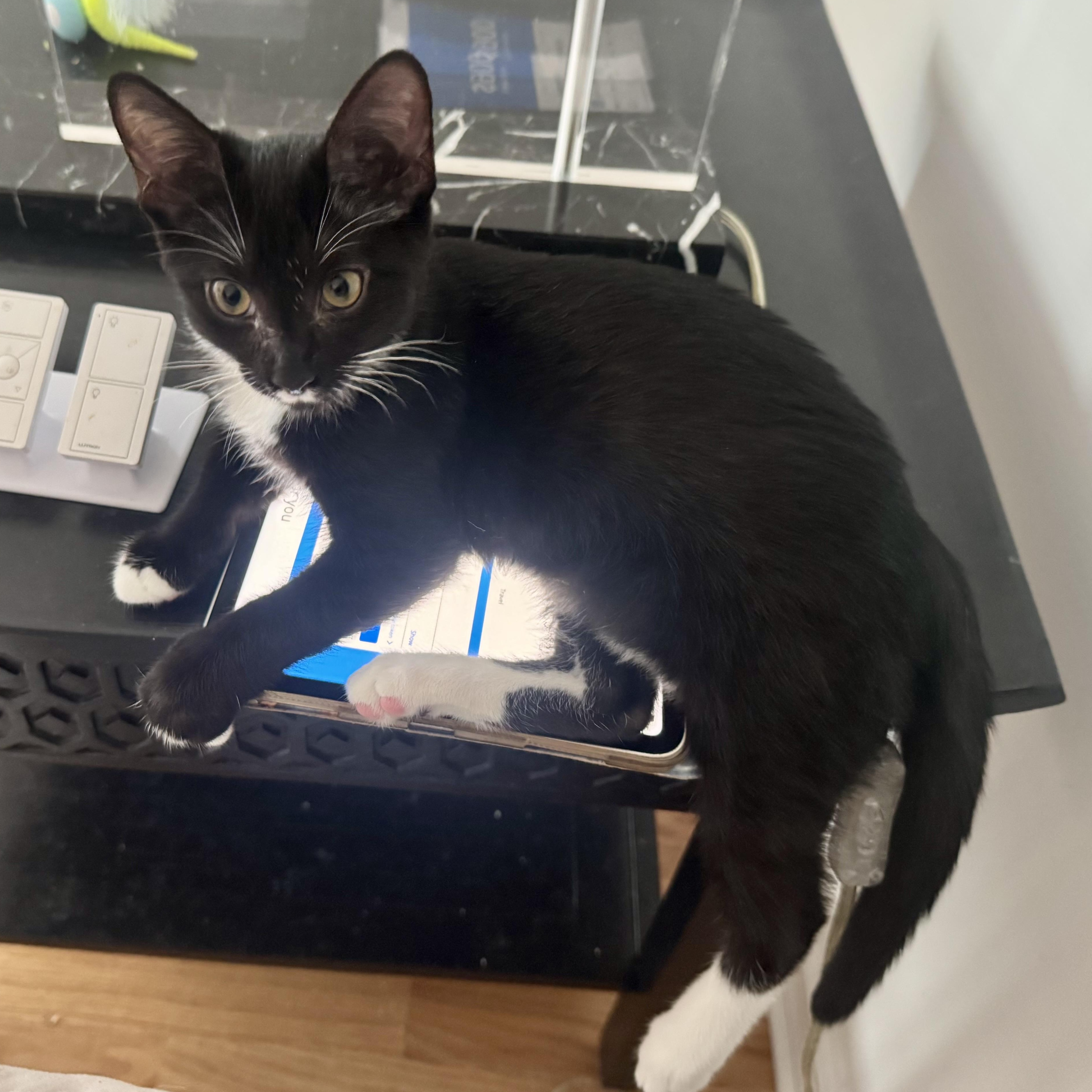 Leilani, an adoptable Tuxedo in Memphis, TN image 4/6