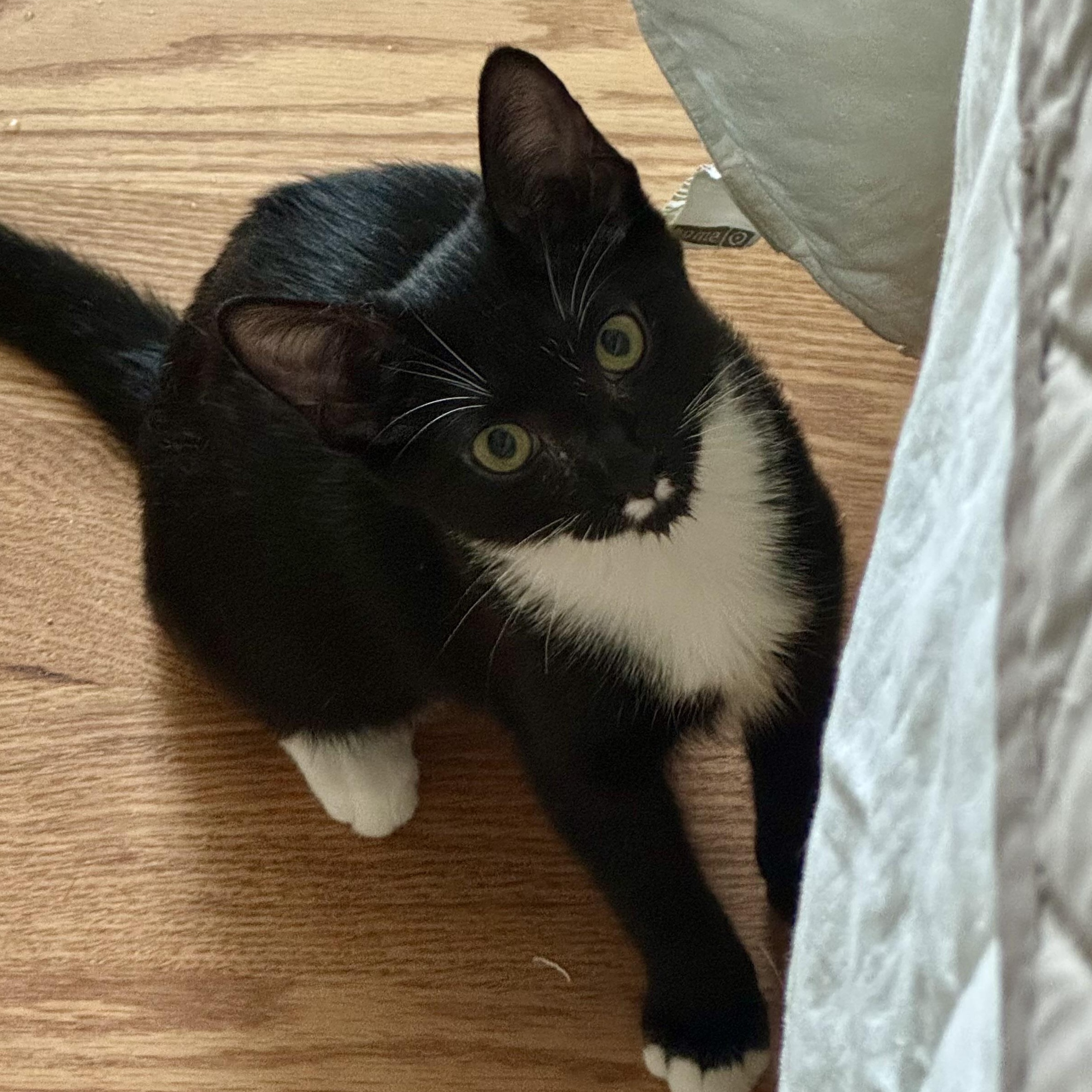 Leilani, an adoptable Tuxedo in Memphis, TN image 1/6