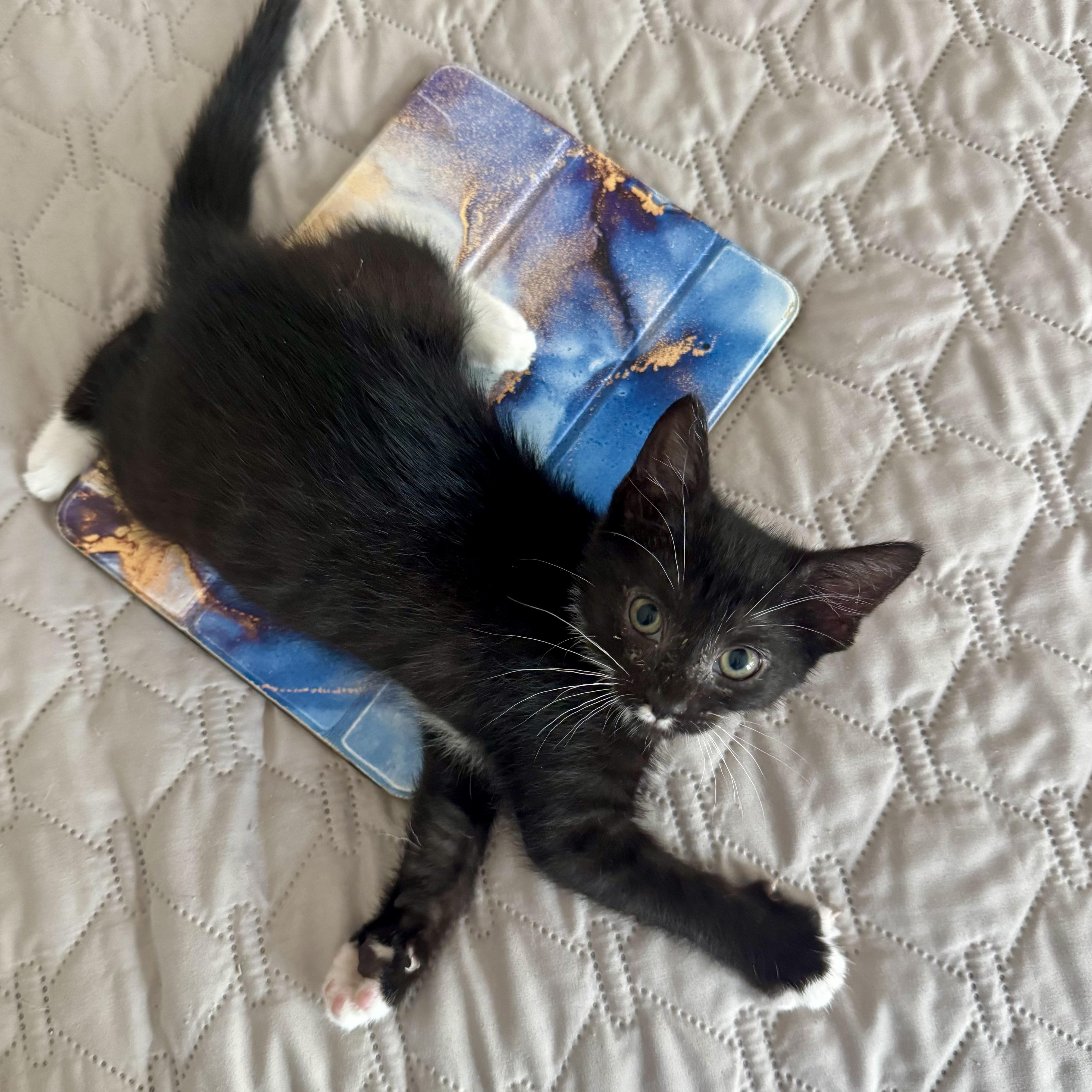 Leilani, an adoptable Tuxedo in Memphis, TN image 6/6