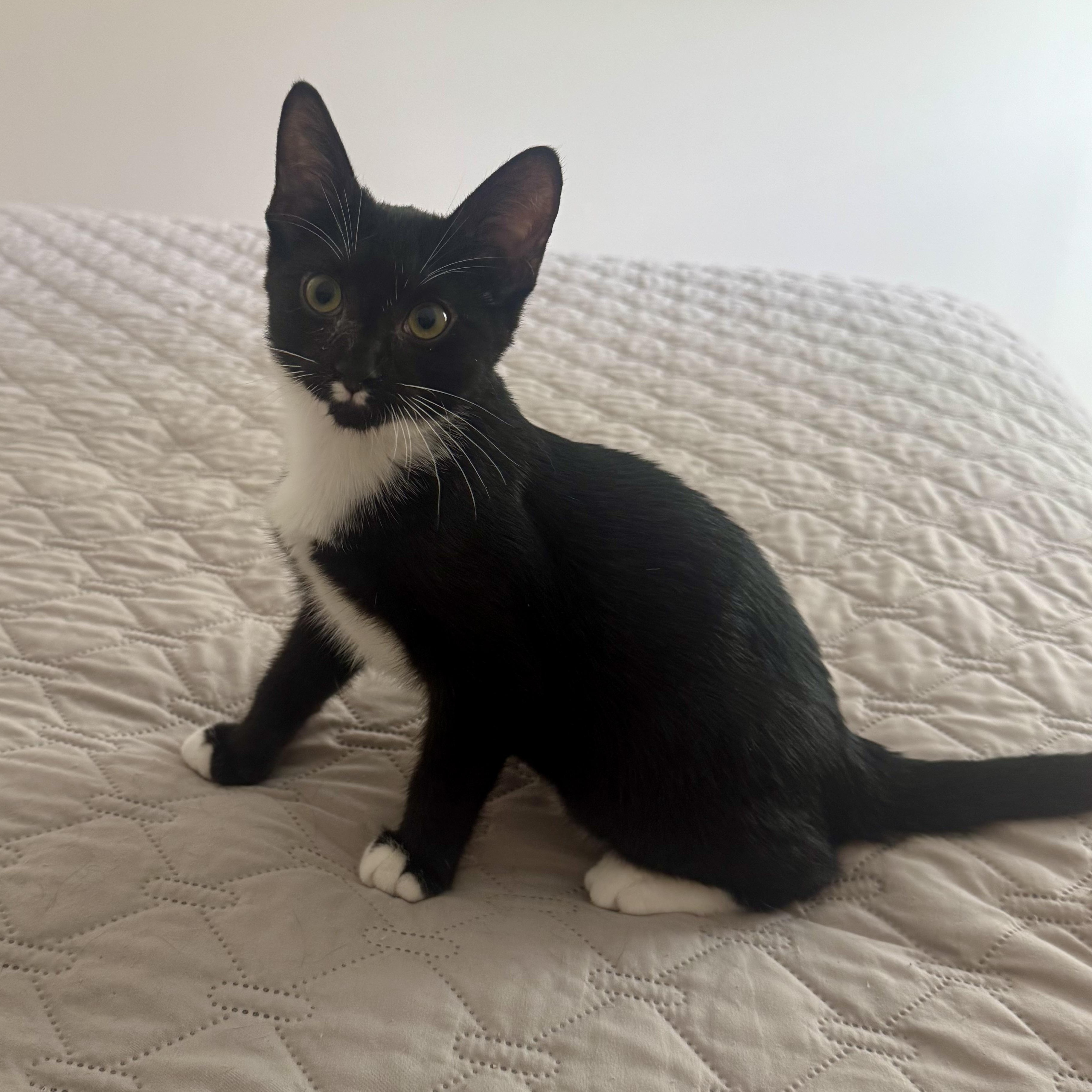Leilani, an adoptable Tuxedo in Memphis, TN image 2/6
