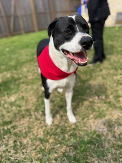 Sienna — thumbnail 4