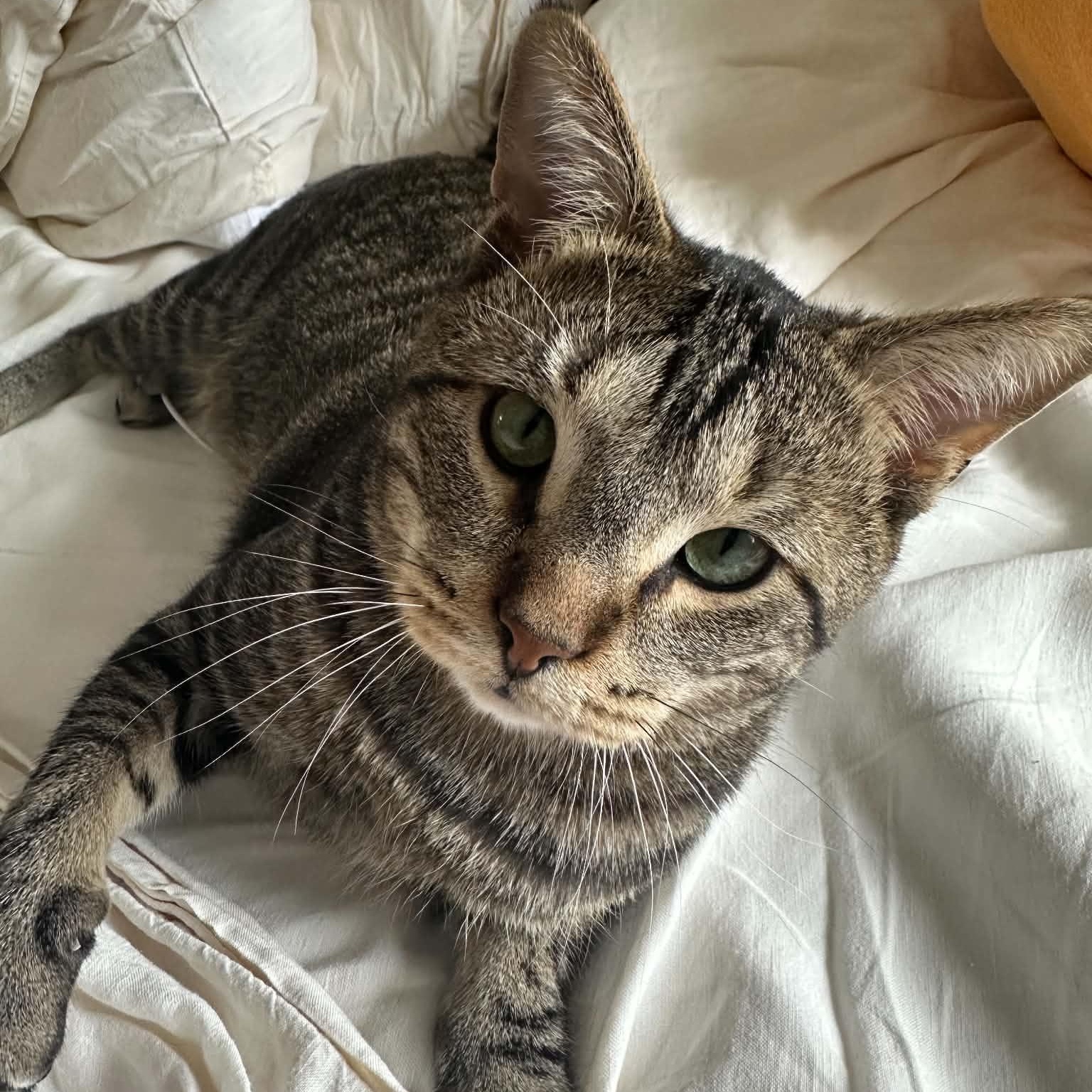 Cornelius 0822, adopted, Adult Male Domestic Short Hair.