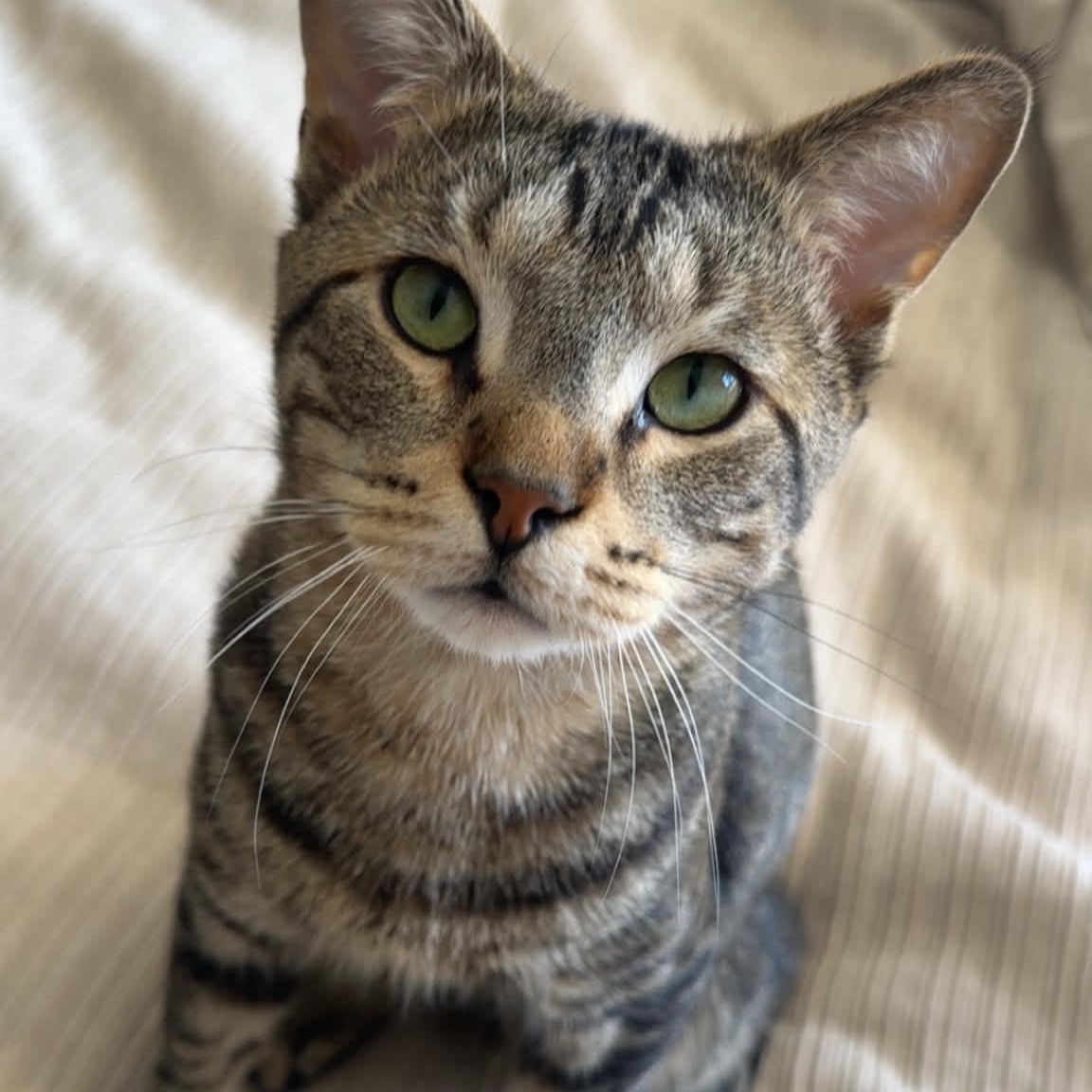 Enlarge Cornelius 0822, an adopted Domestic Short Hair in West Bloomfield, MI image 2/2