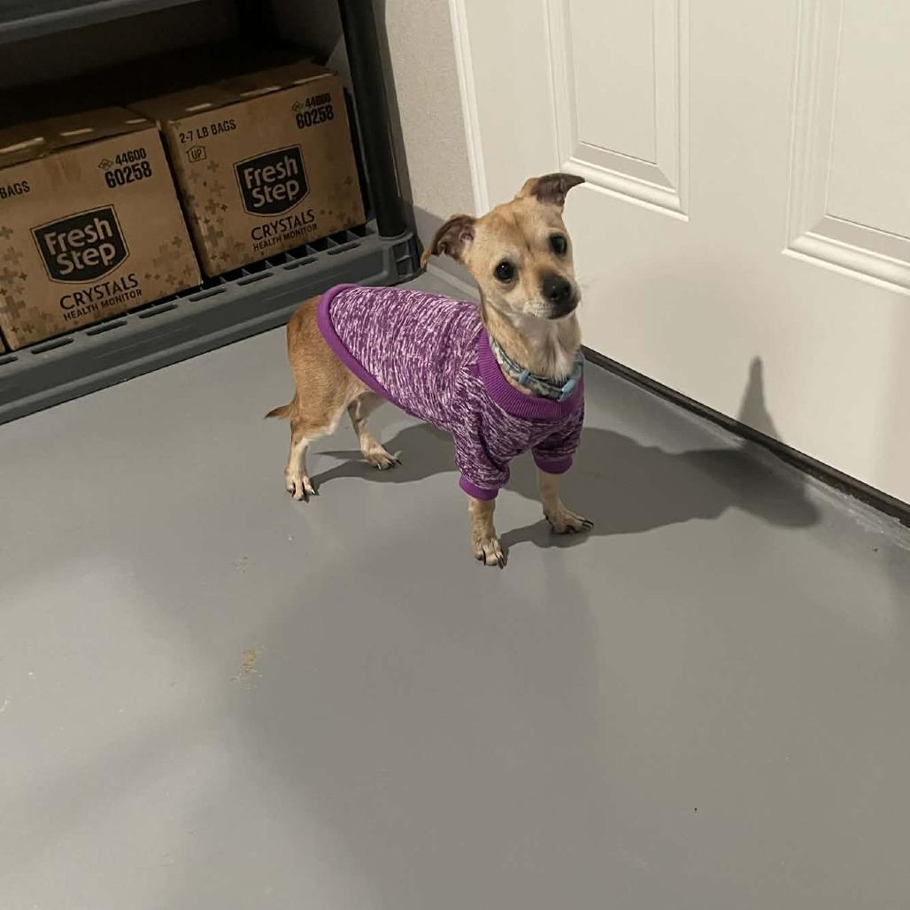 Enlarge Peanut, a Adoptable Chihuahua in CHANUTE, KS image 2/2