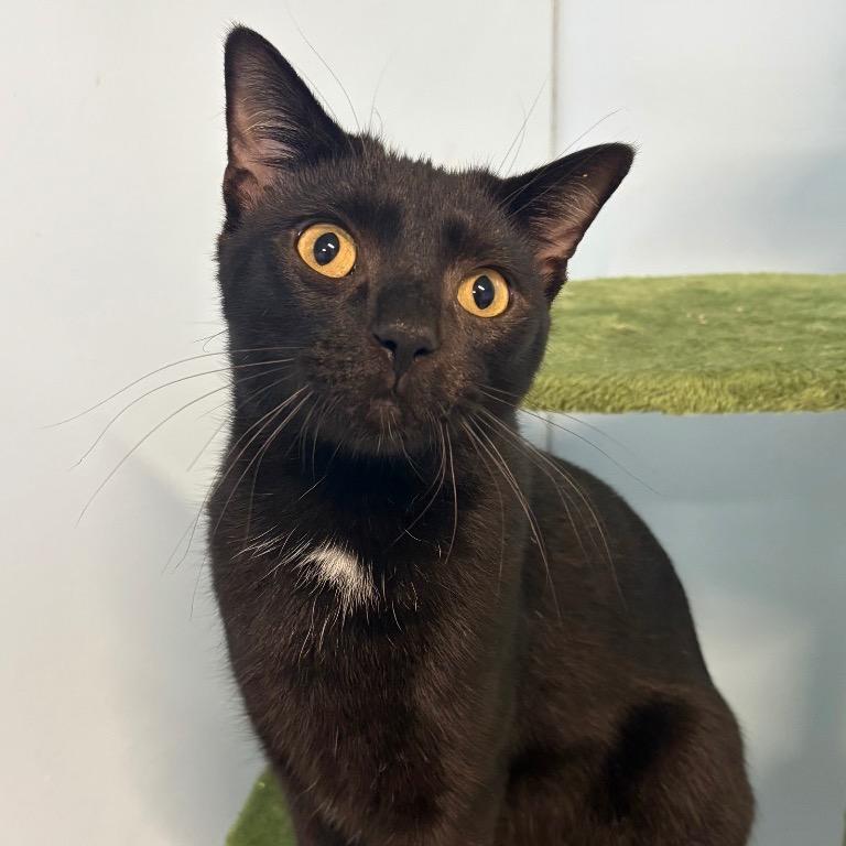 Halo, Adoptable, Adult Male Domestic Short Hair.