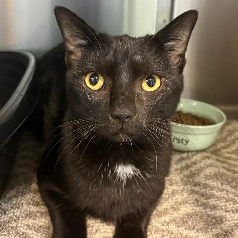 Halo, a Adoptable Domestic Short Hair in Fort Lauderdale, FL image 2/5