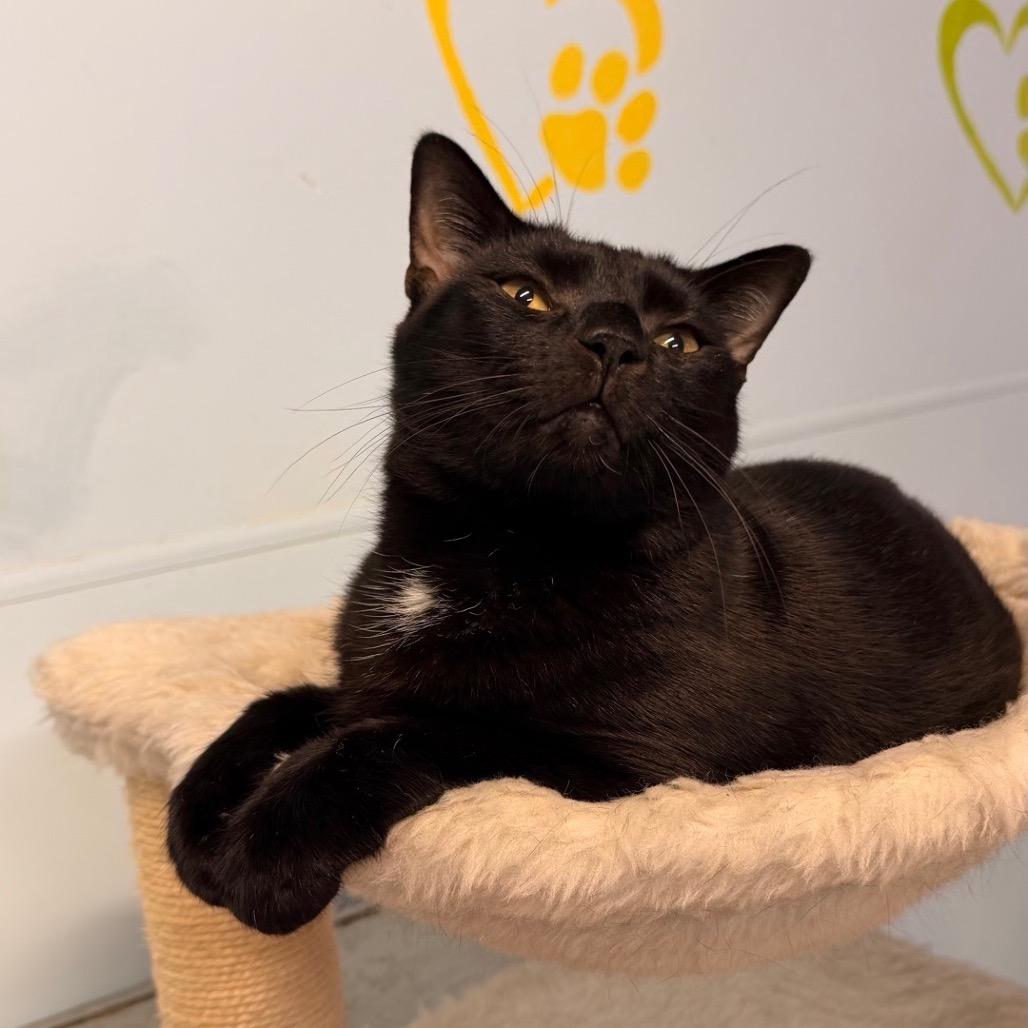 Halo, a Adoptable Domestic Short Hair in Fort Lauderdale, FL image 3/5