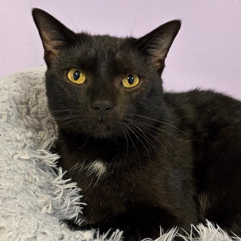 Halo, a Adoptable Domestic Short Hair in Fort Lauderdale, FL image 4/5