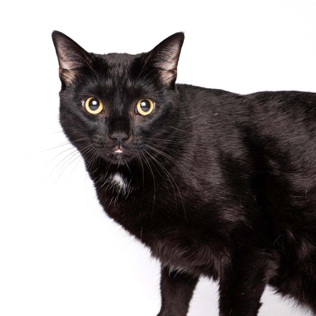 Enlarge Halo, a Adoptable Domestic Short Hair in Fort Lauderdale, FL image 5/6