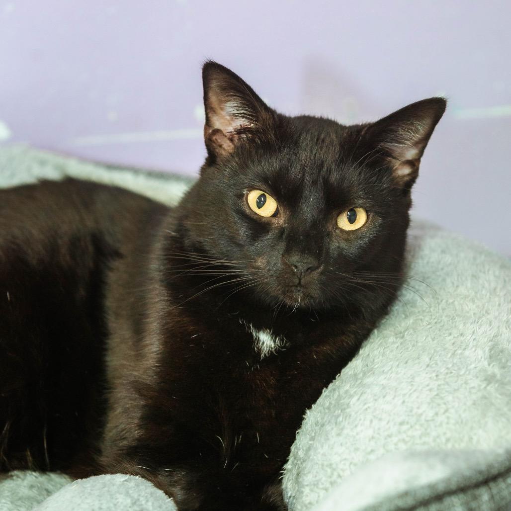 Halo, a Adoptable Domestic Short Hair in Fort Lauderdale, FL image 5/5