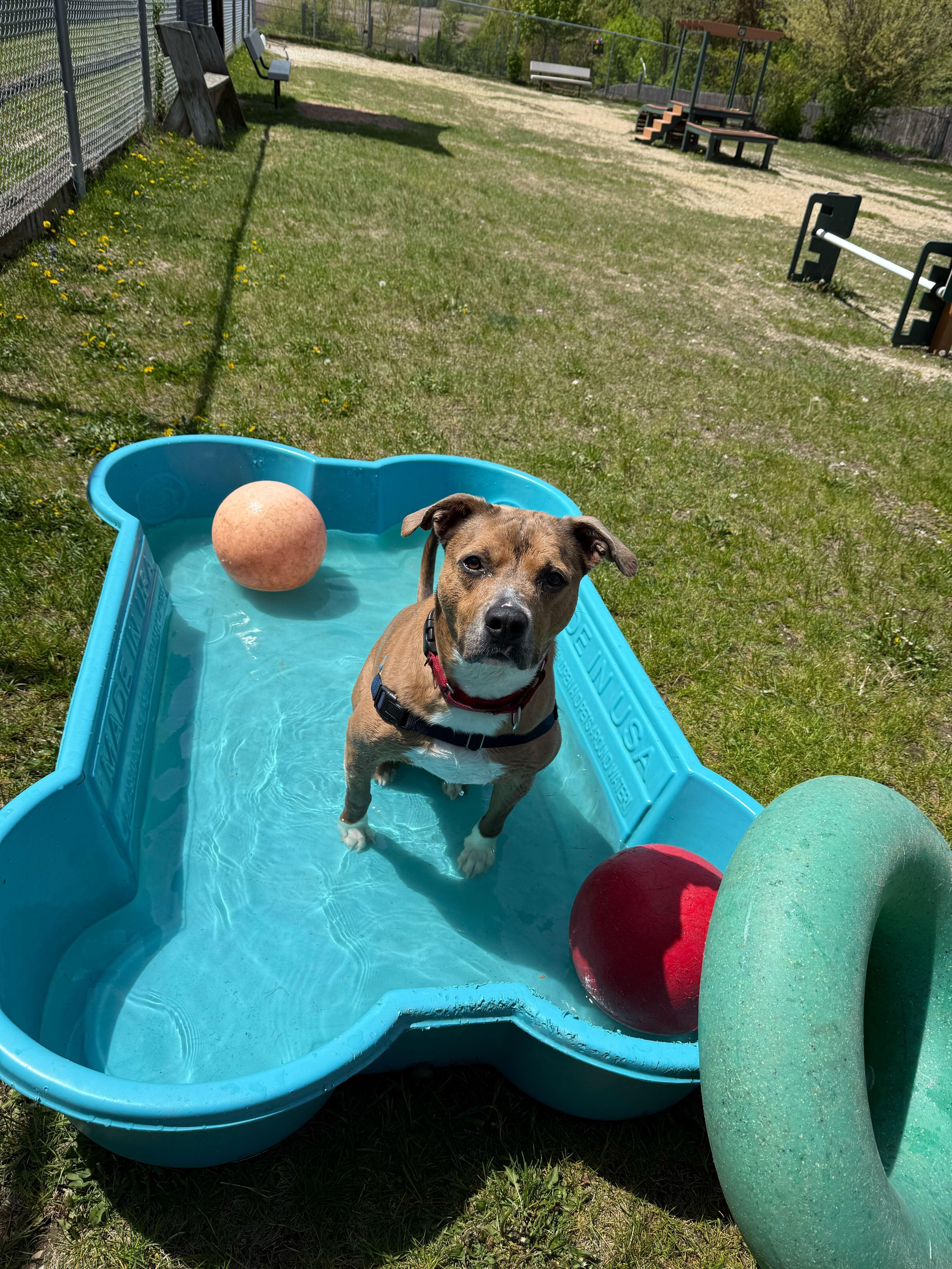 Hank, a Adoptable Mixed Breed in Grayslake, IL image 6/6