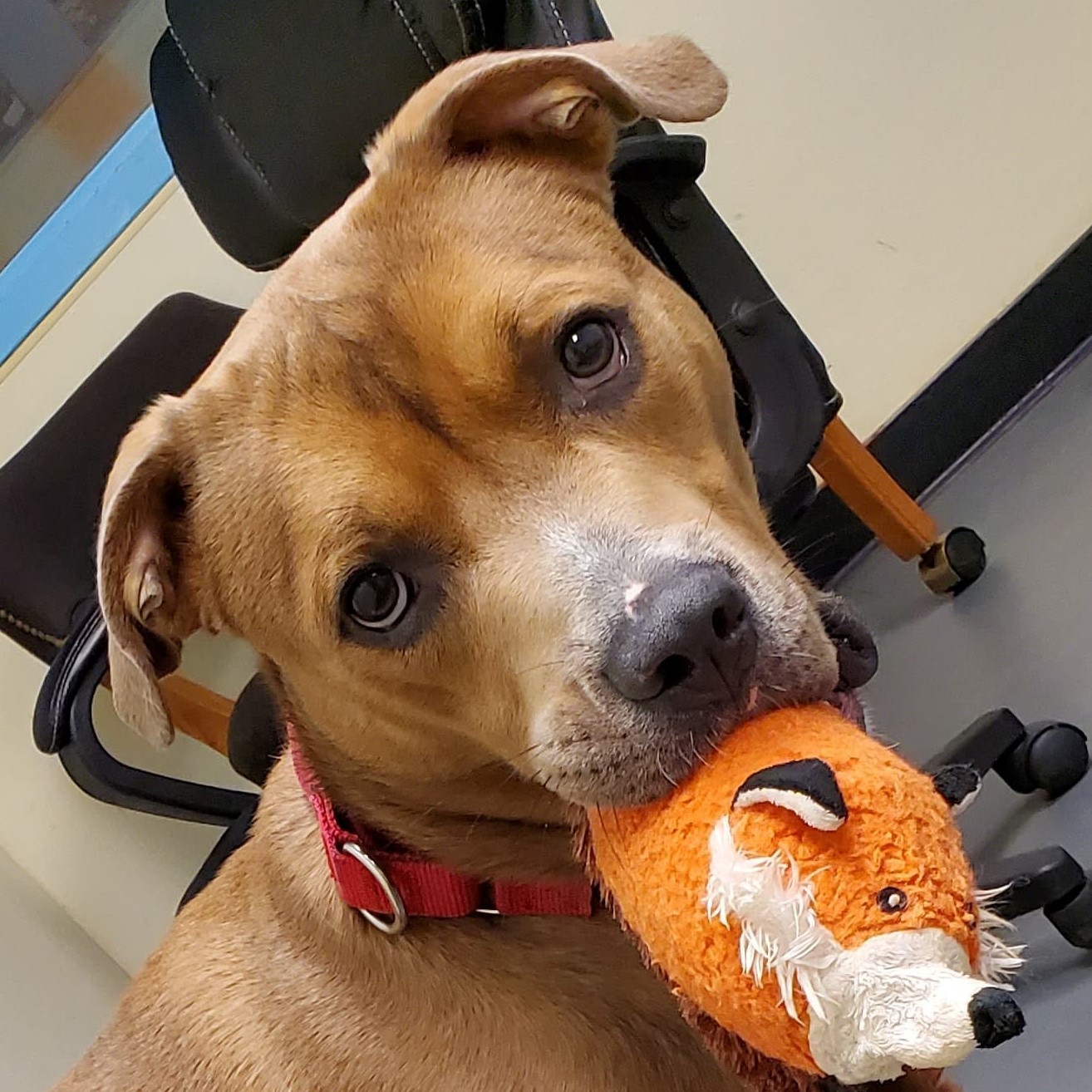 Hank, a Adoptable Mixed Breed image 2/4