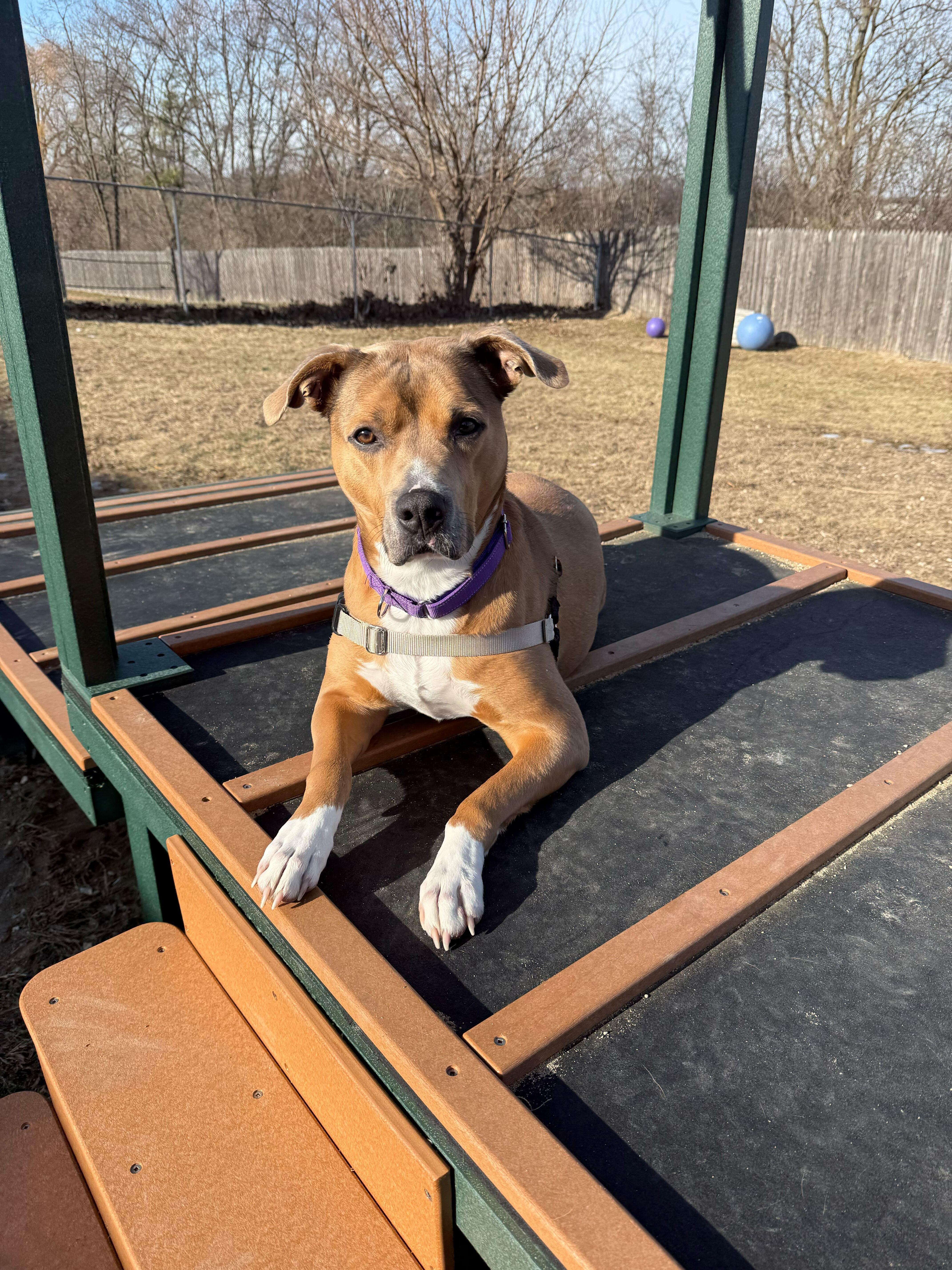 Hank, a Adoptable Mixed Breed in Grayslake, IL image 5/6